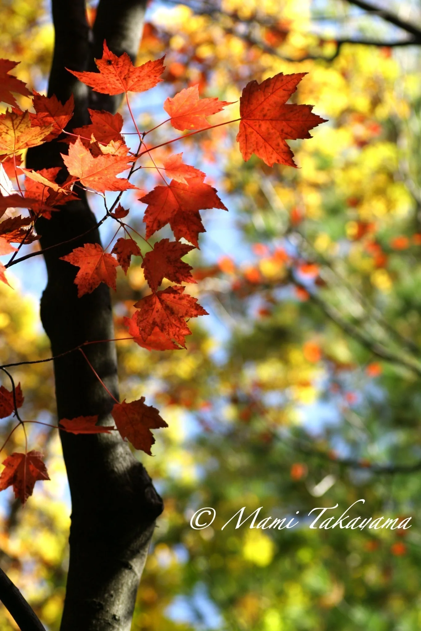Seasons-Autumn-14.jpg