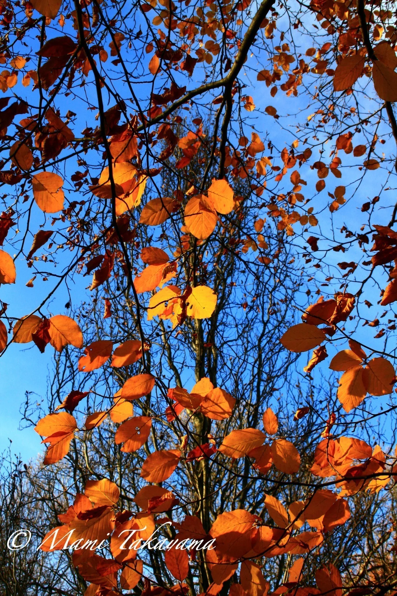 Seasons-Autumn-16.jpg