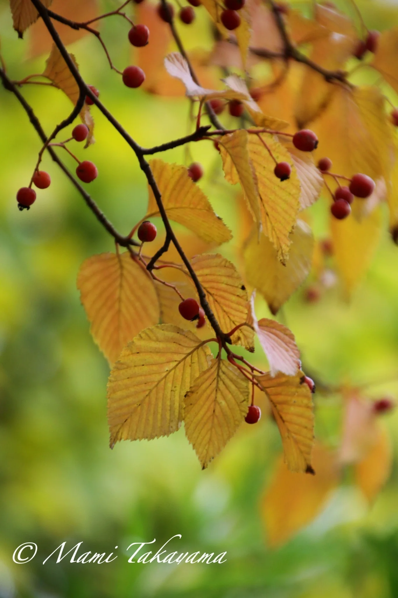 Seasons-Autumn-20.jpg
