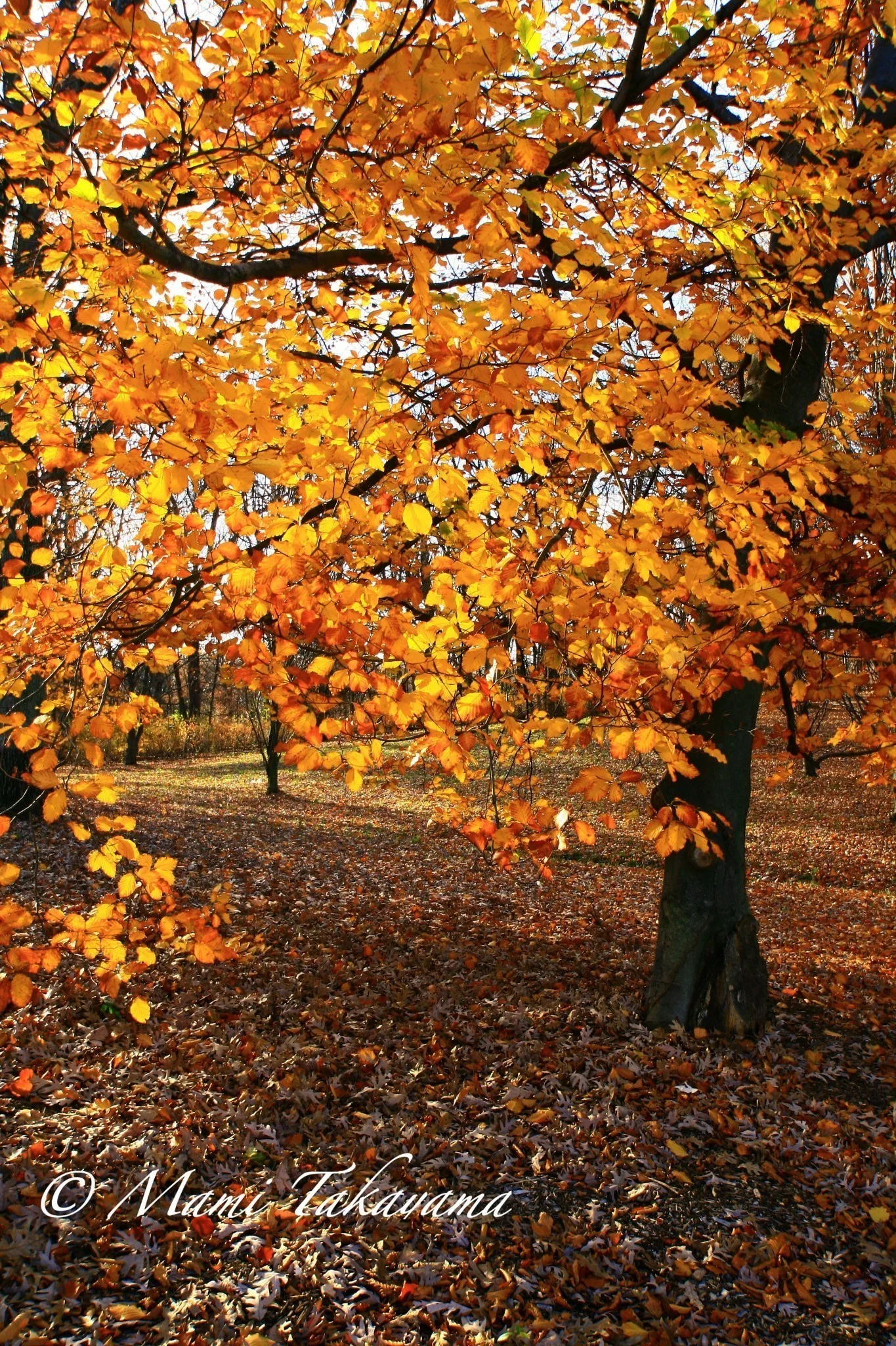Seasons-Autumn-19.jpg