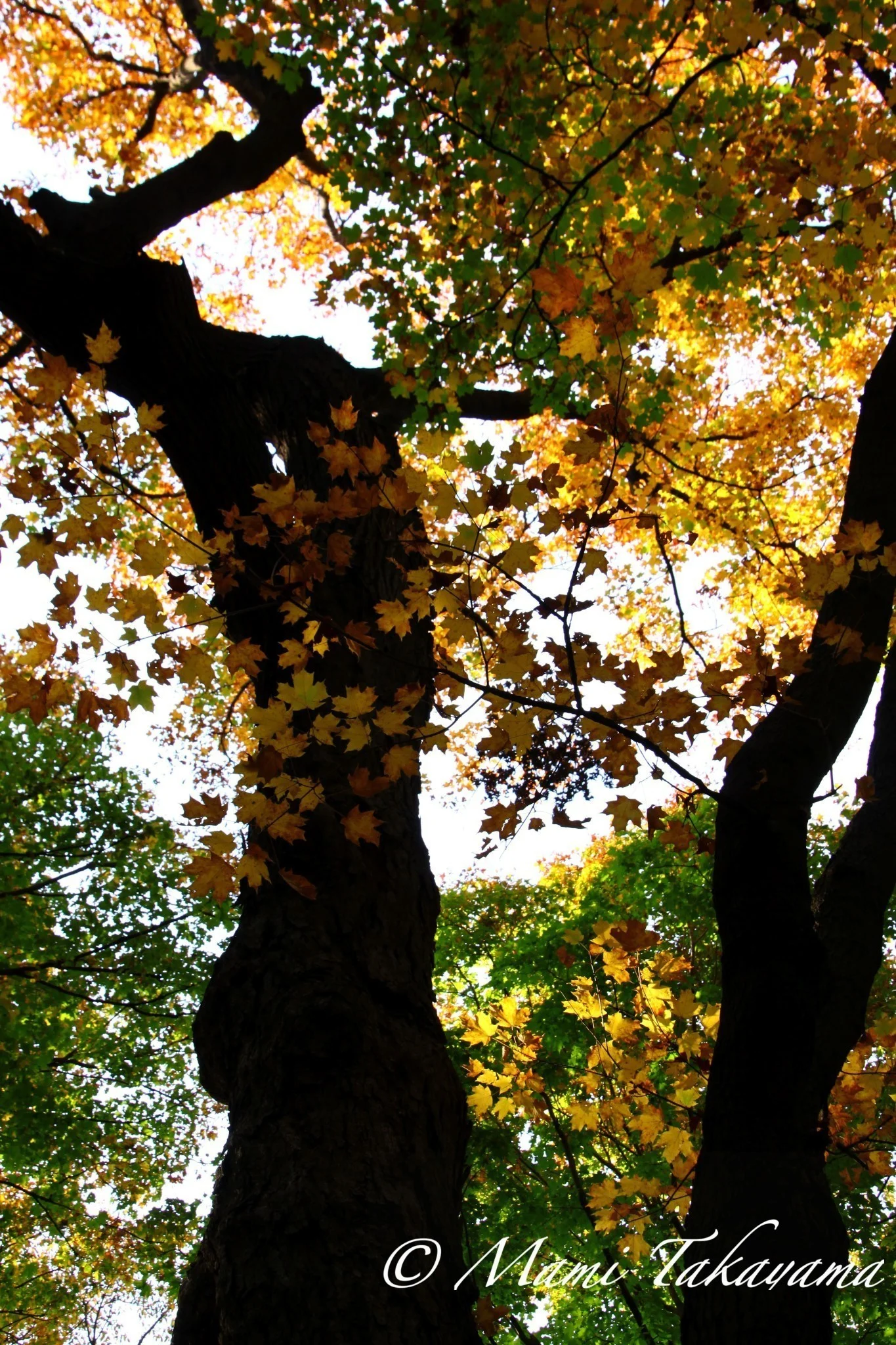 Seasons-Autumn-21.jpg