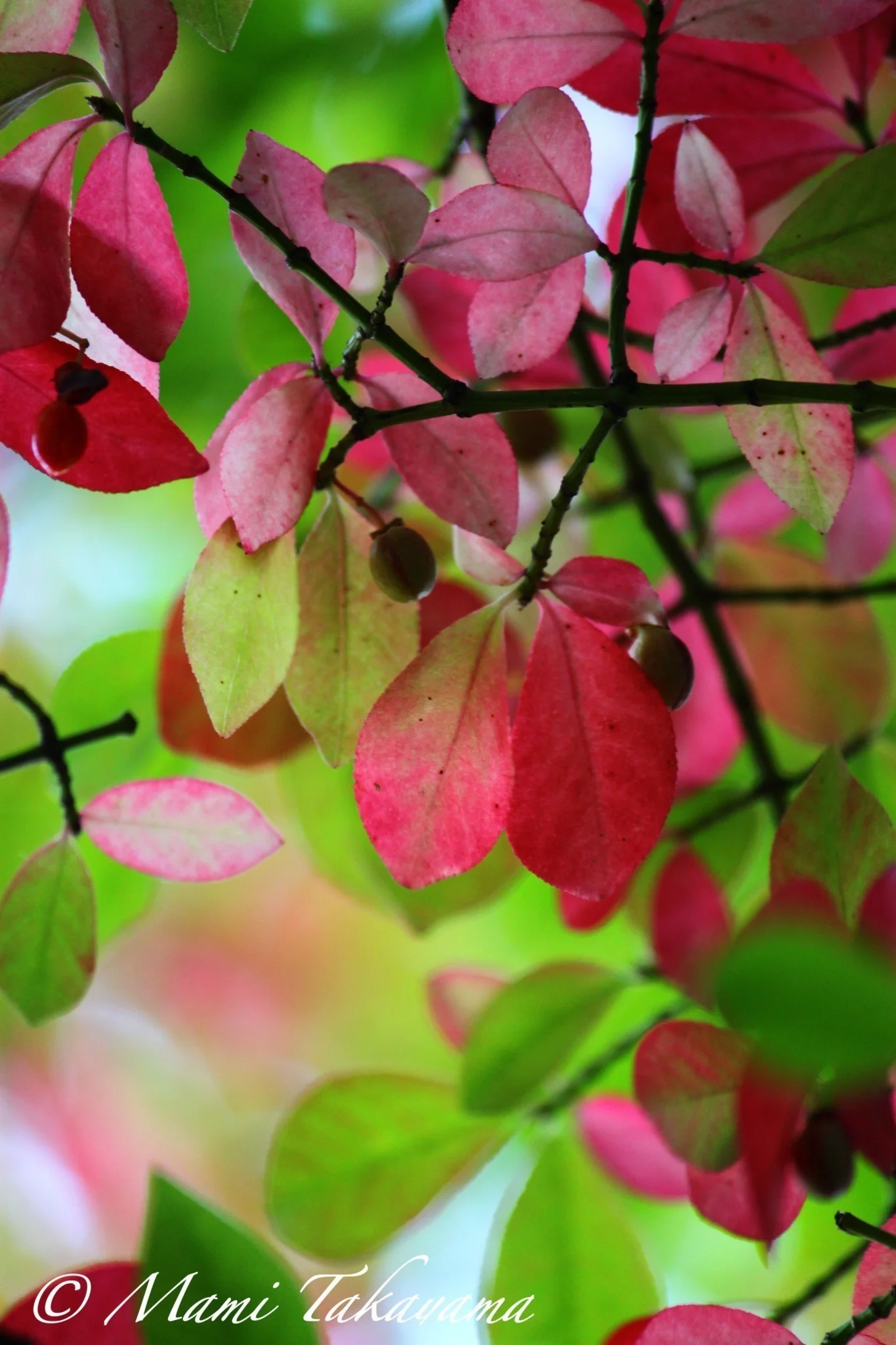 Seasons-Autumn-22.jpg