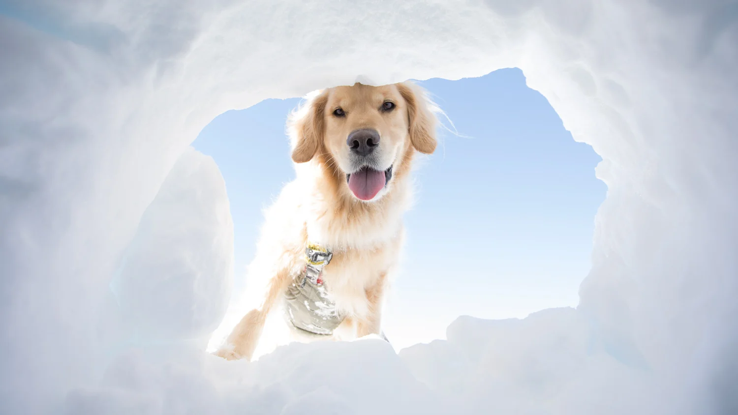 tremper-thumbnail-agility-gallery.jpg