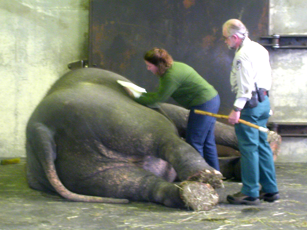 E is for Elephant