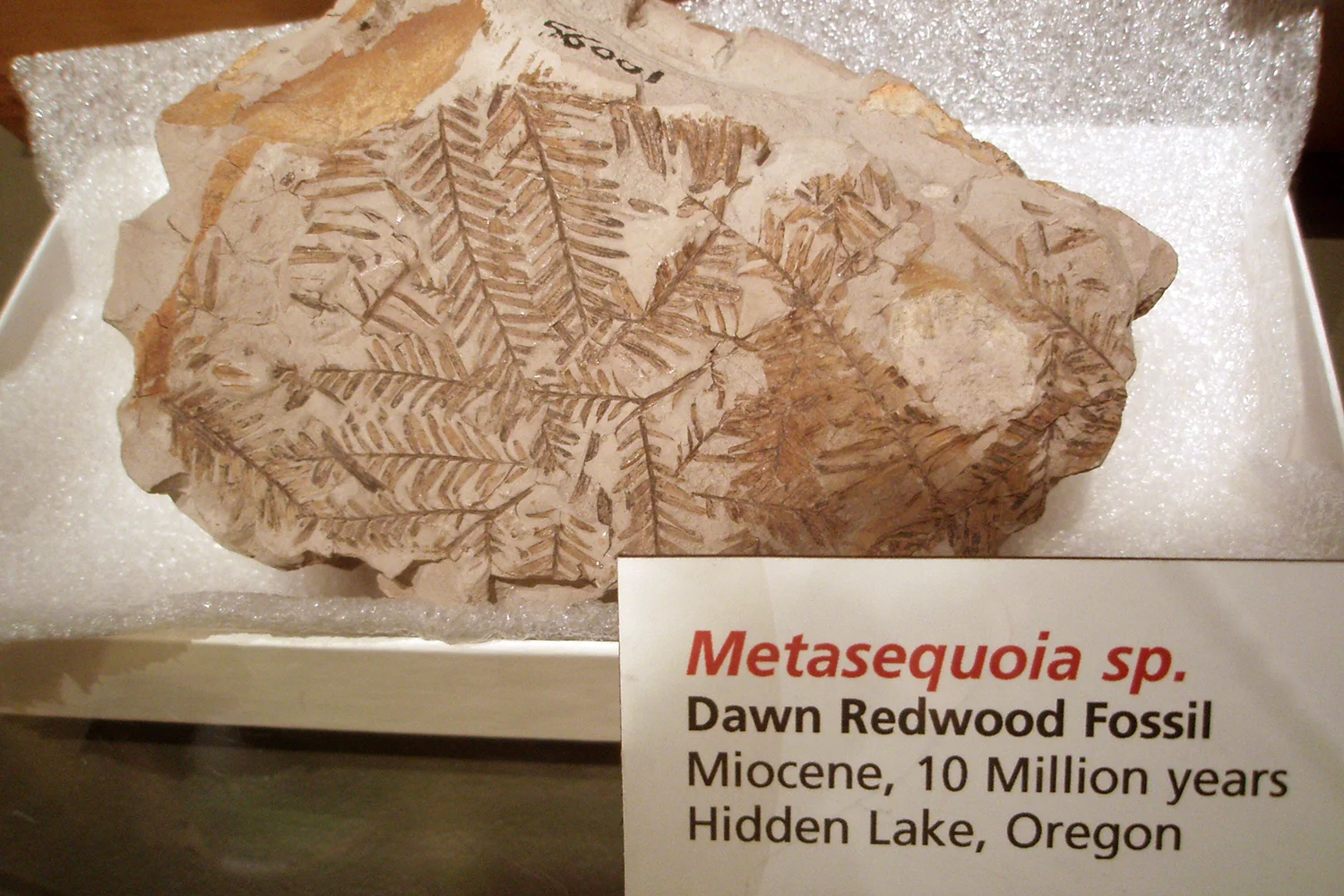 Metasequoia Fossil
