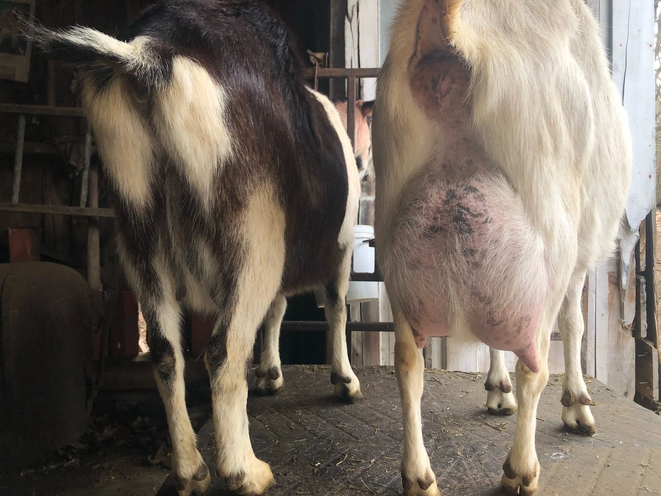 TWO More Goat Kids Born Today! — Maplebrook Farmstead