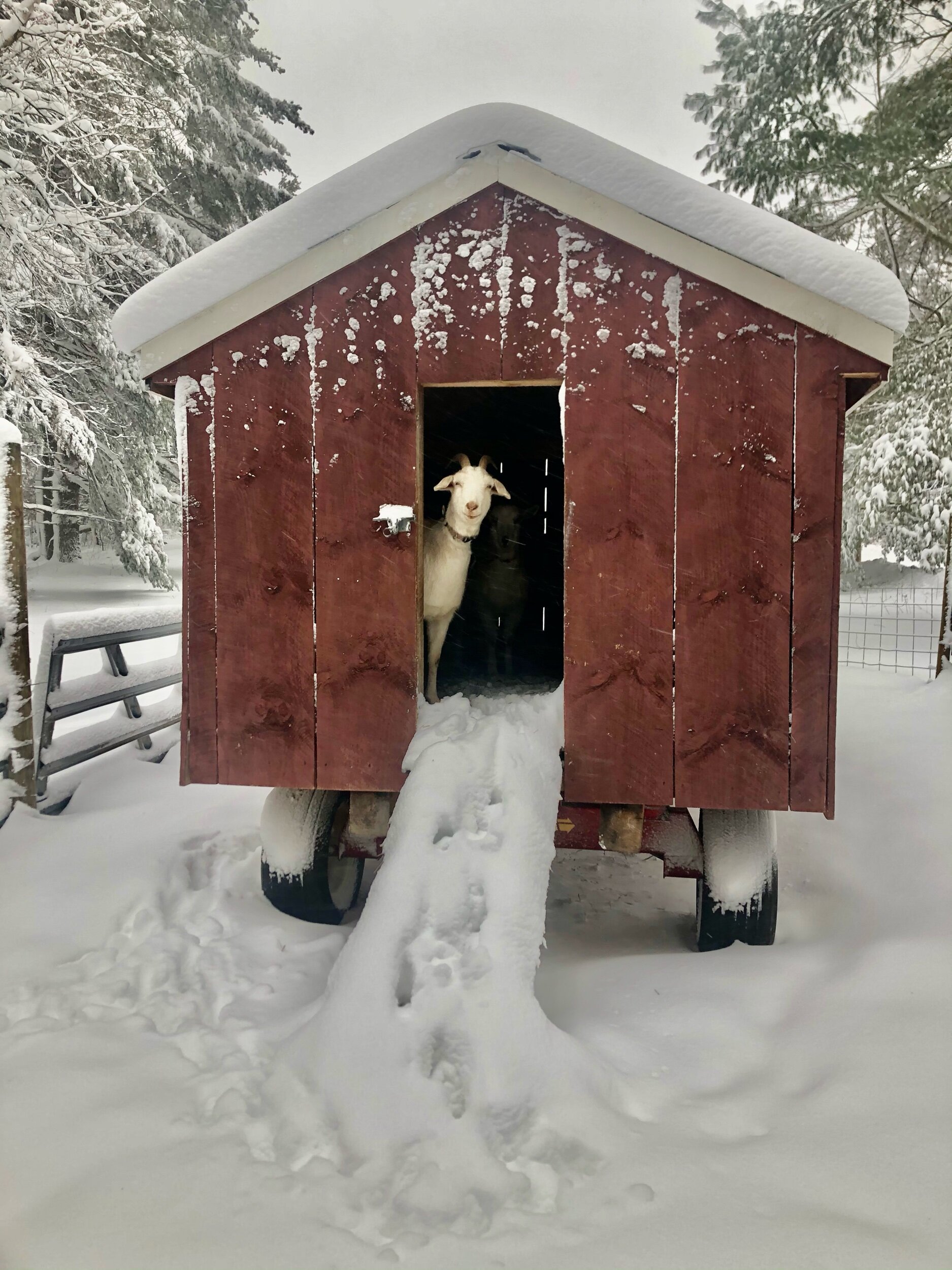 Snow Day on the Farm