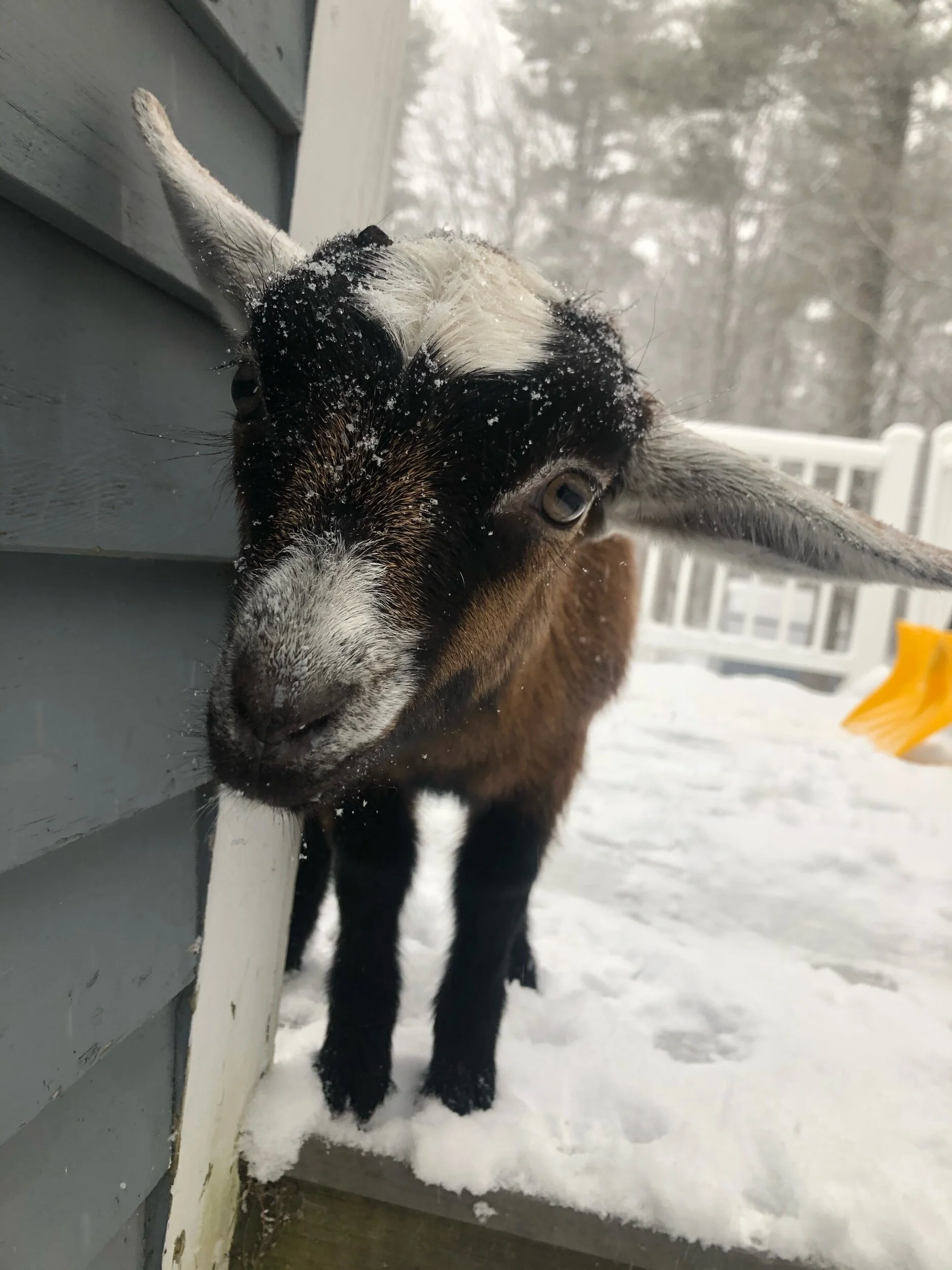 Meet Eleanor the Goat!