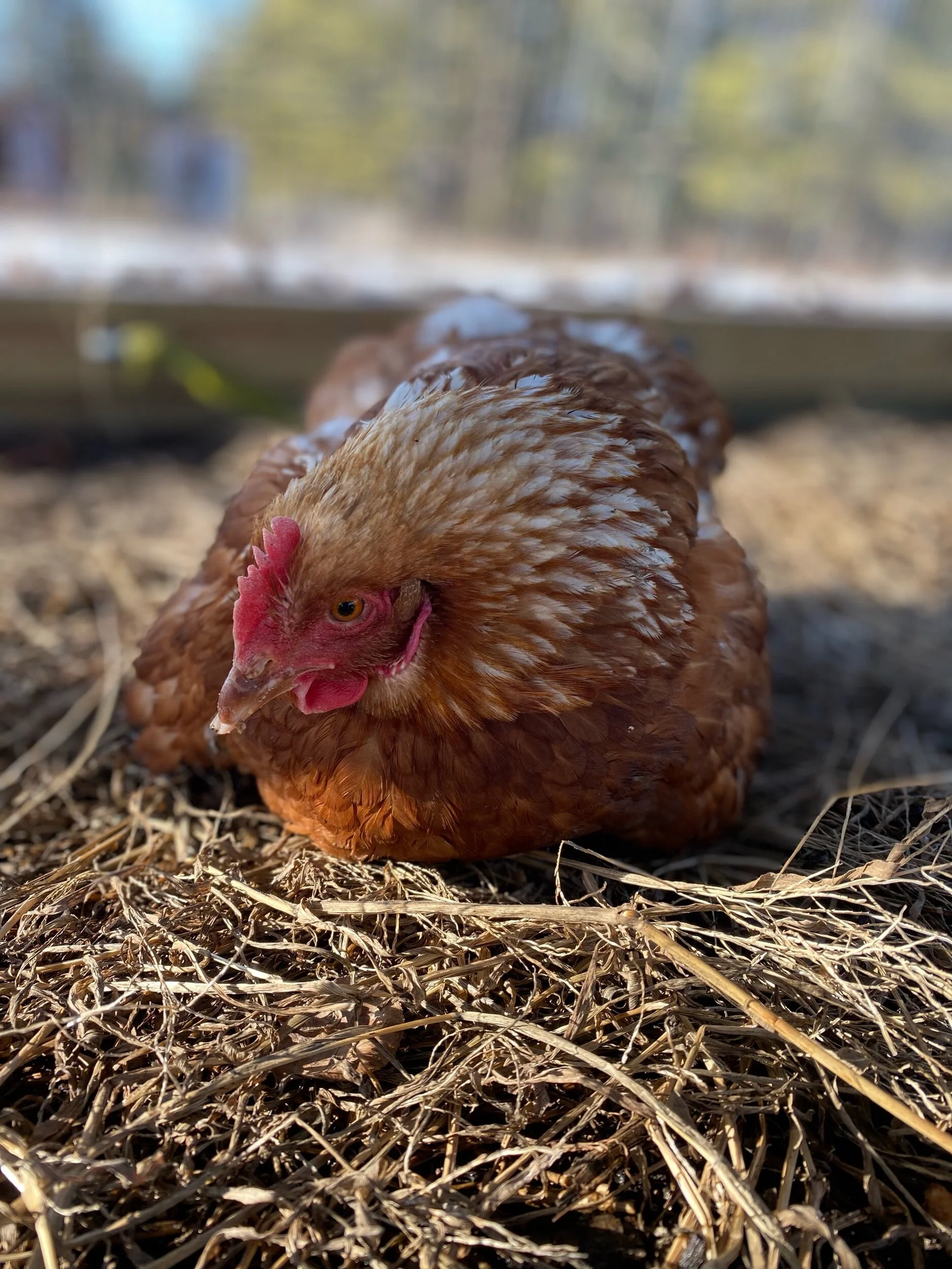 Snapshots & Stories from a Week on the Farm. Early March 2021