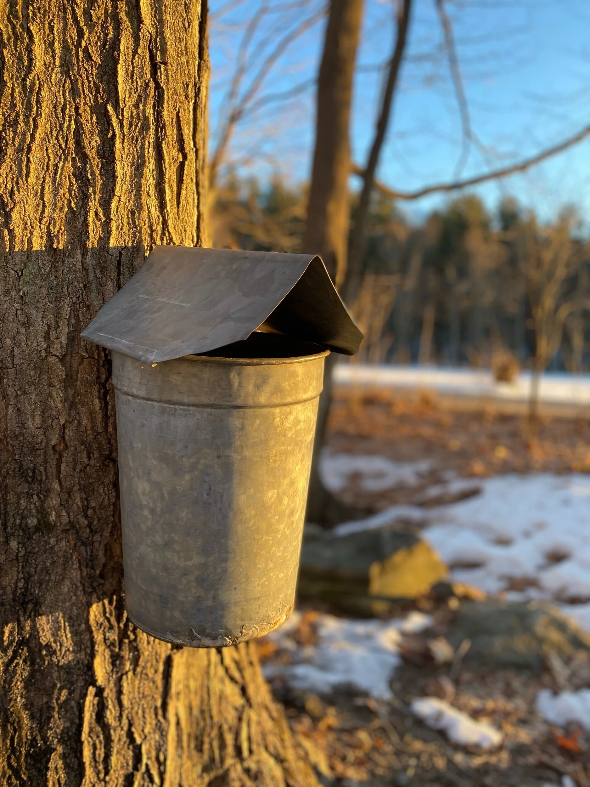 Maple Syrup 101