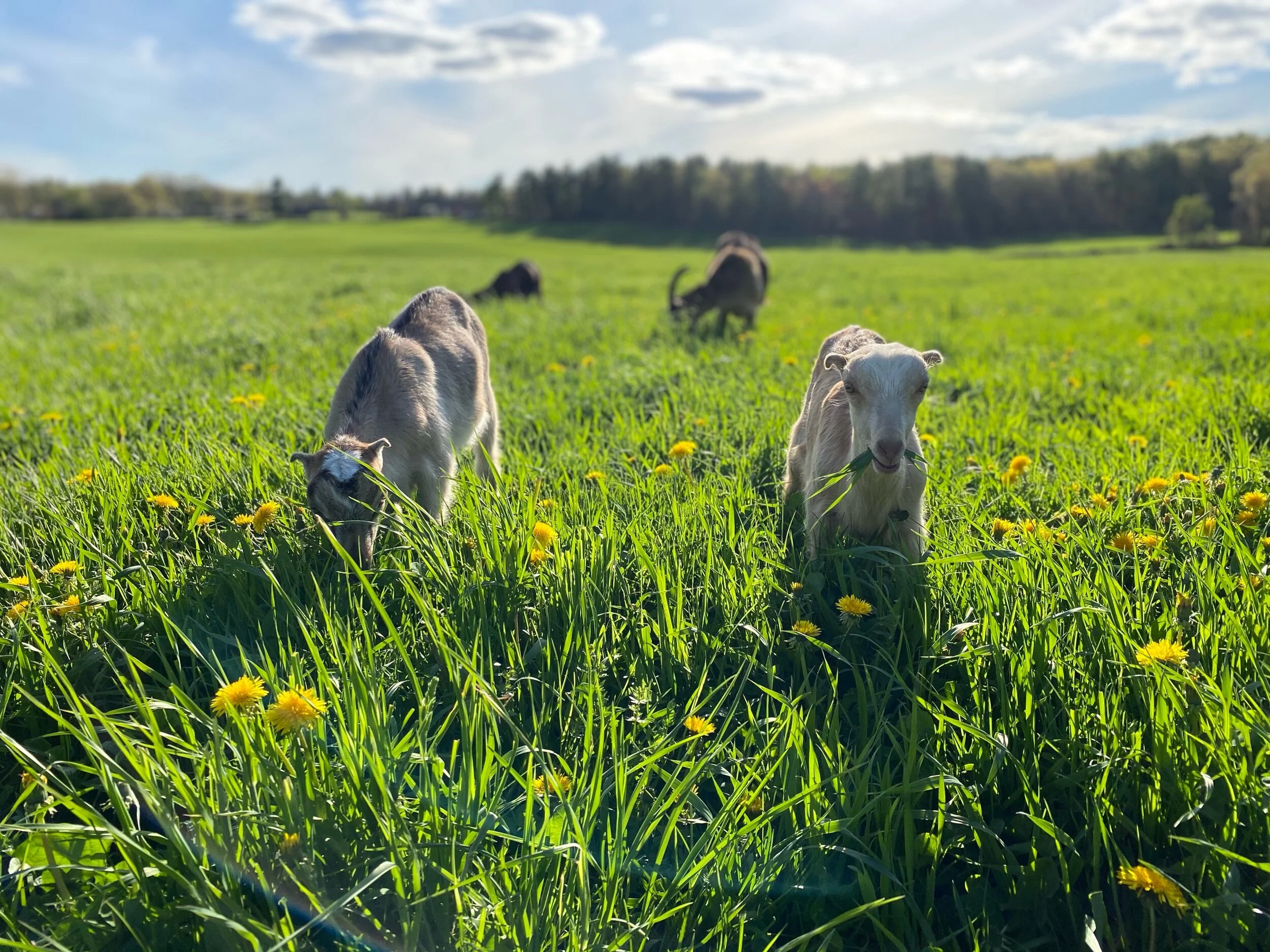 Snapshots & Stories: the Farm in May