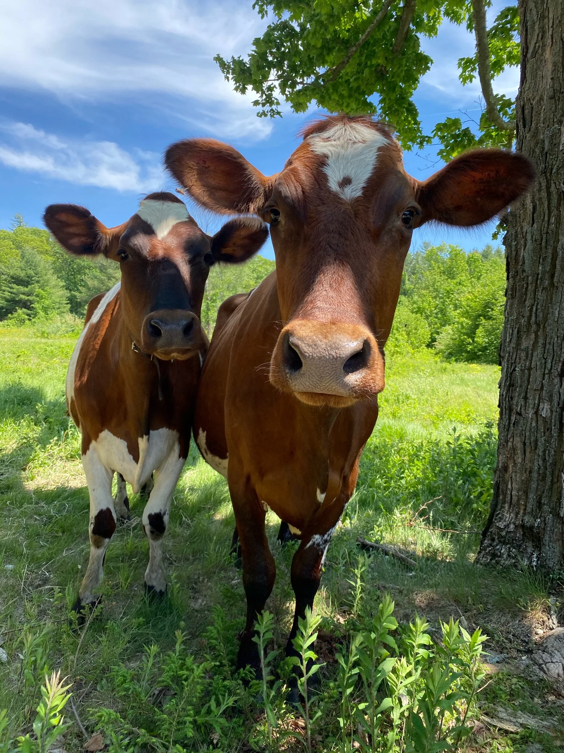 Dairy Cows have Arrived!