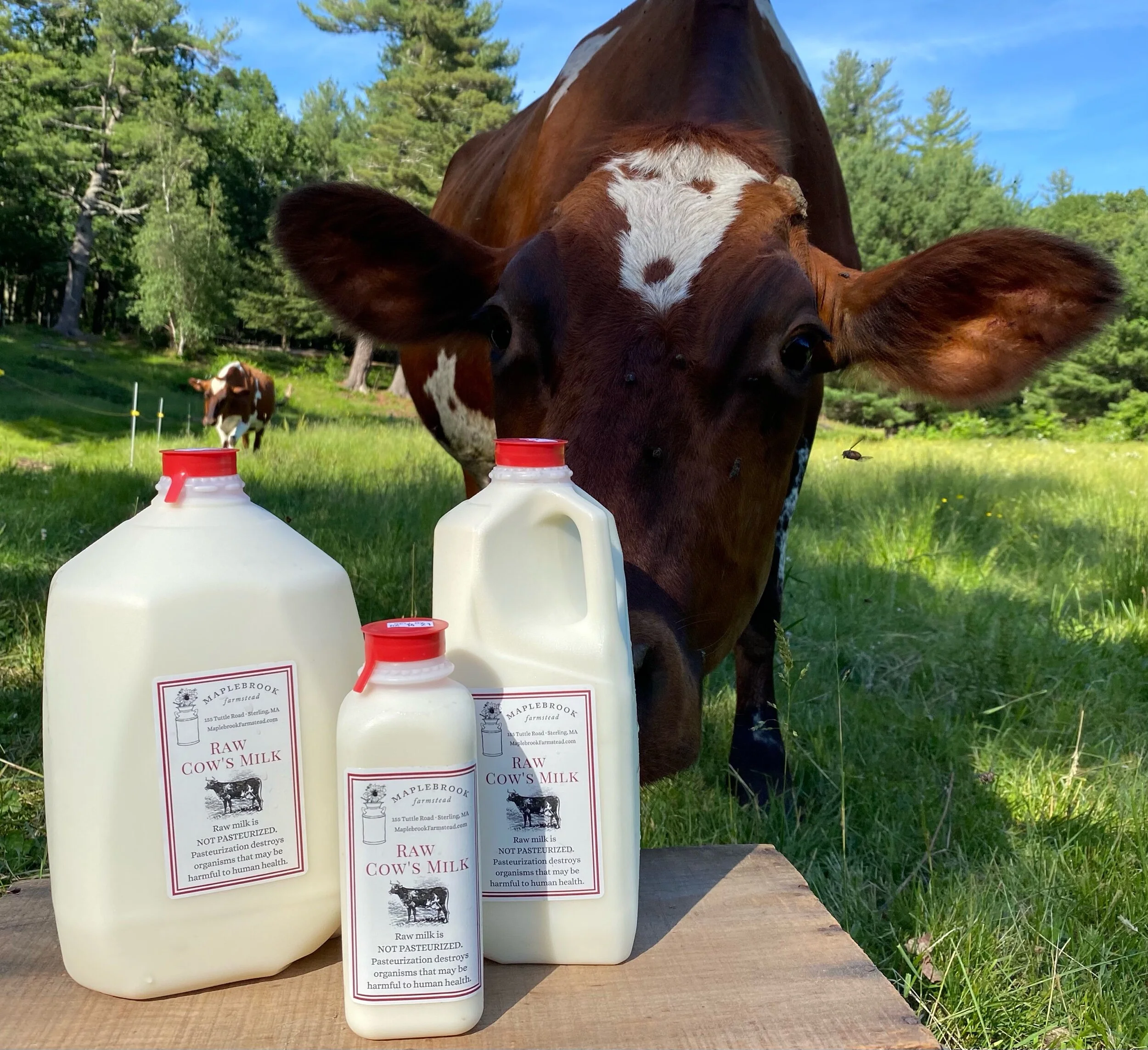 Raw Milk — Maplebrook Farmstead