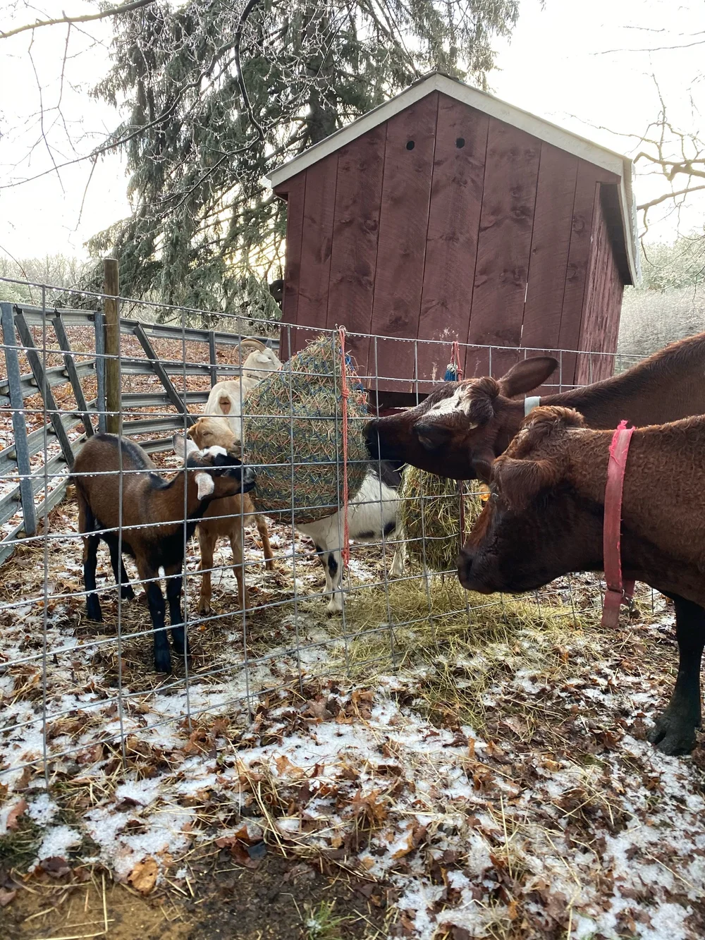 Unruly neighbors try to steal breakfast... 