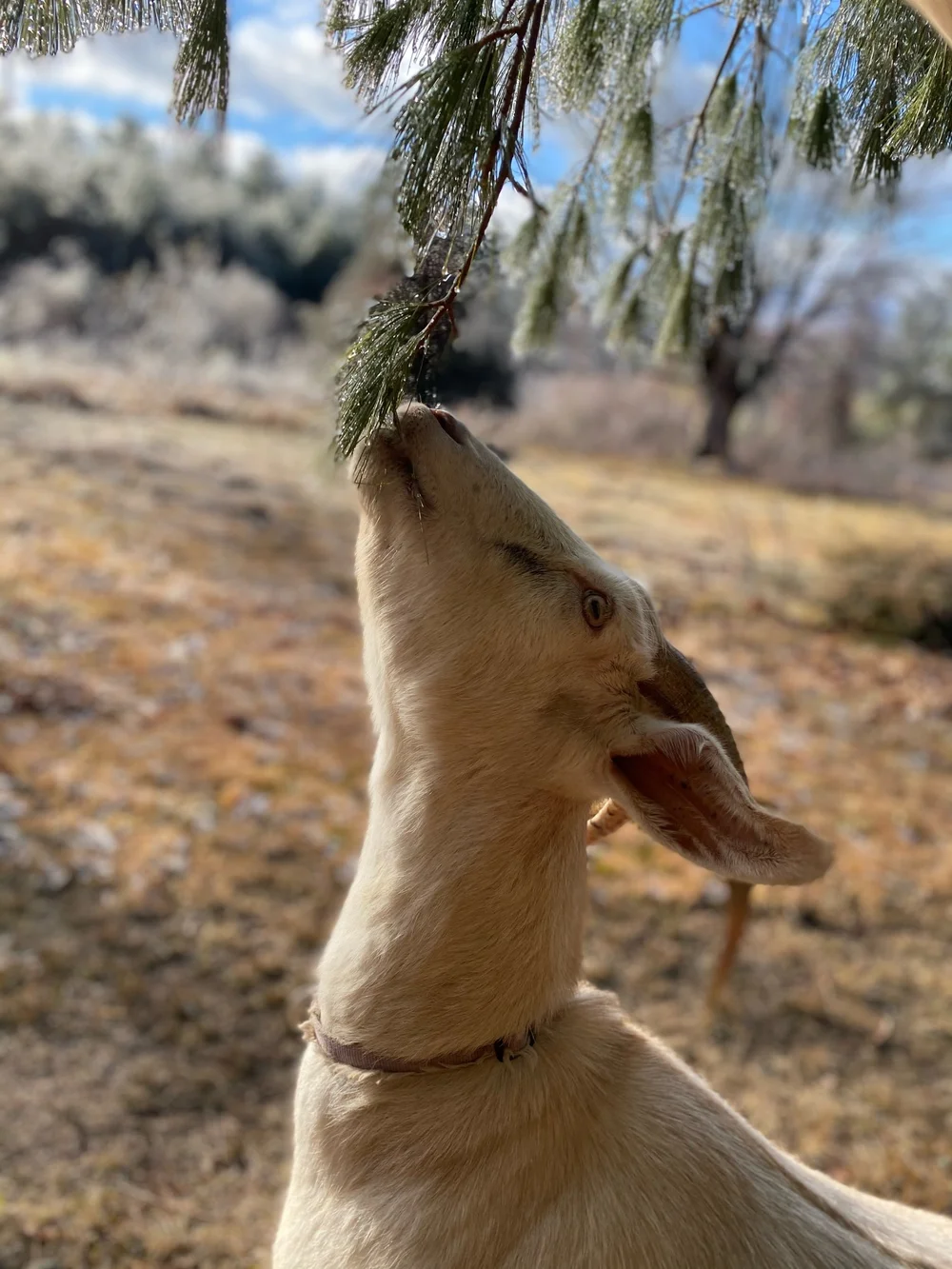 Perks of an icy storm: drooping branches that make for easier snacking! 
