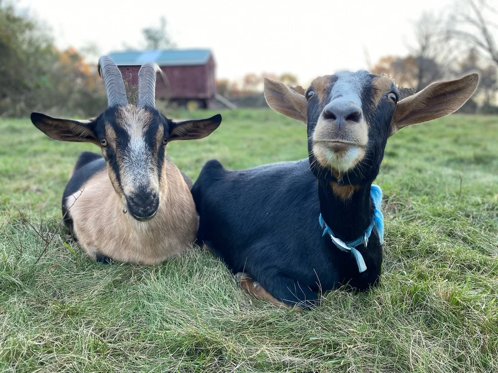 Gina (daughter) &amp; Gretchen (mom)... always found side by side. 