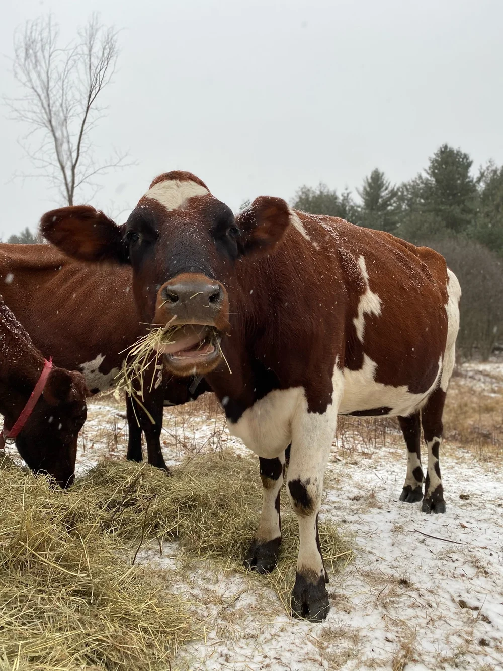 Indigo, eating a snowy morning breakfast