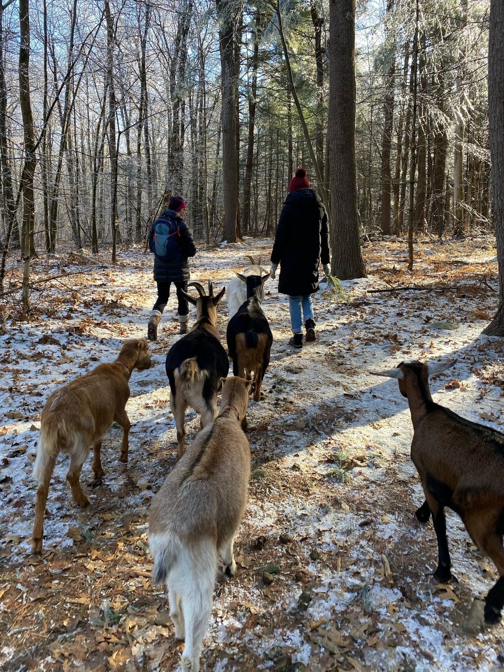 Winter hikes offer peaceful solace