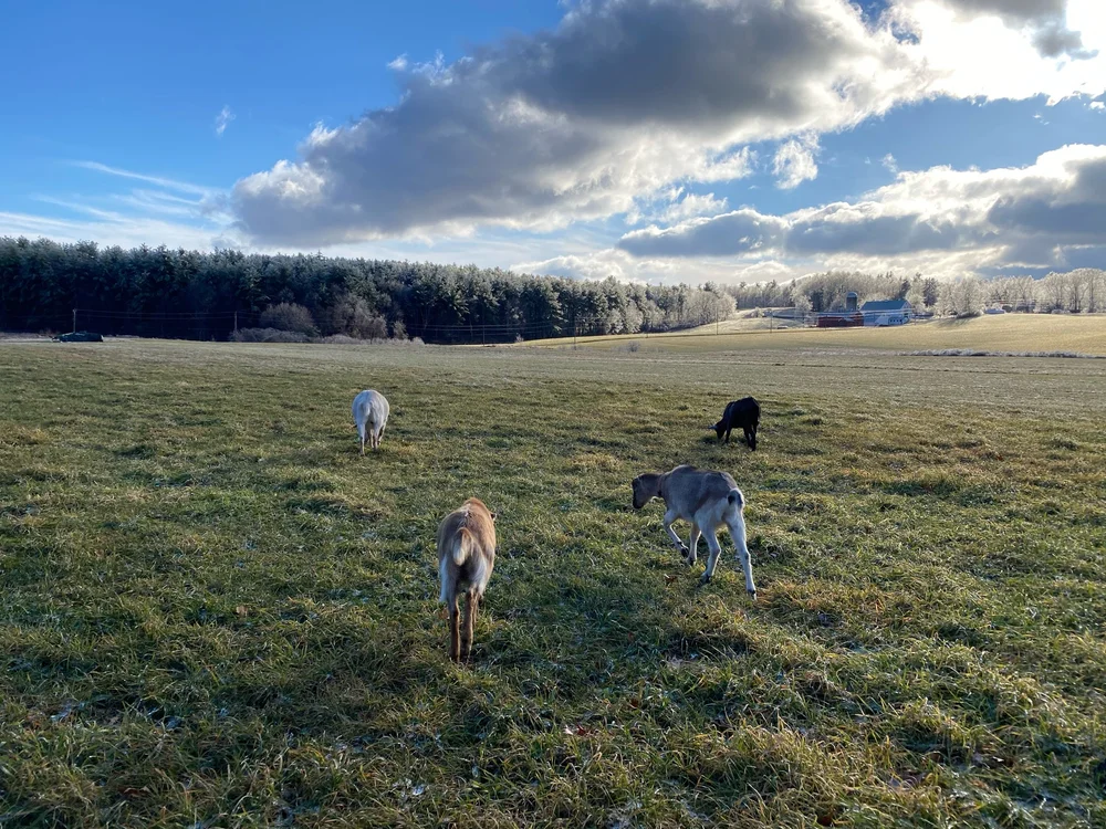 Relishing in the opportunity to graze green grass in December! 