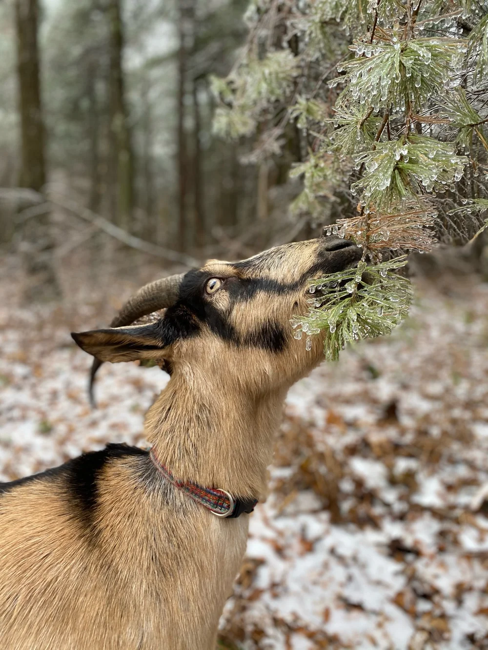 Pine needles are the primary foraged-food for the goats in winter.