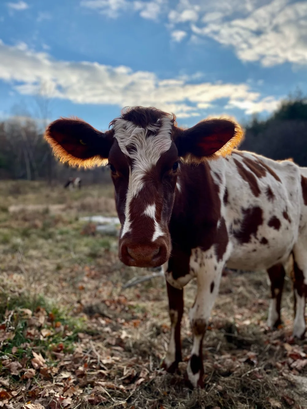 Eliza, the youngest of the cows. 