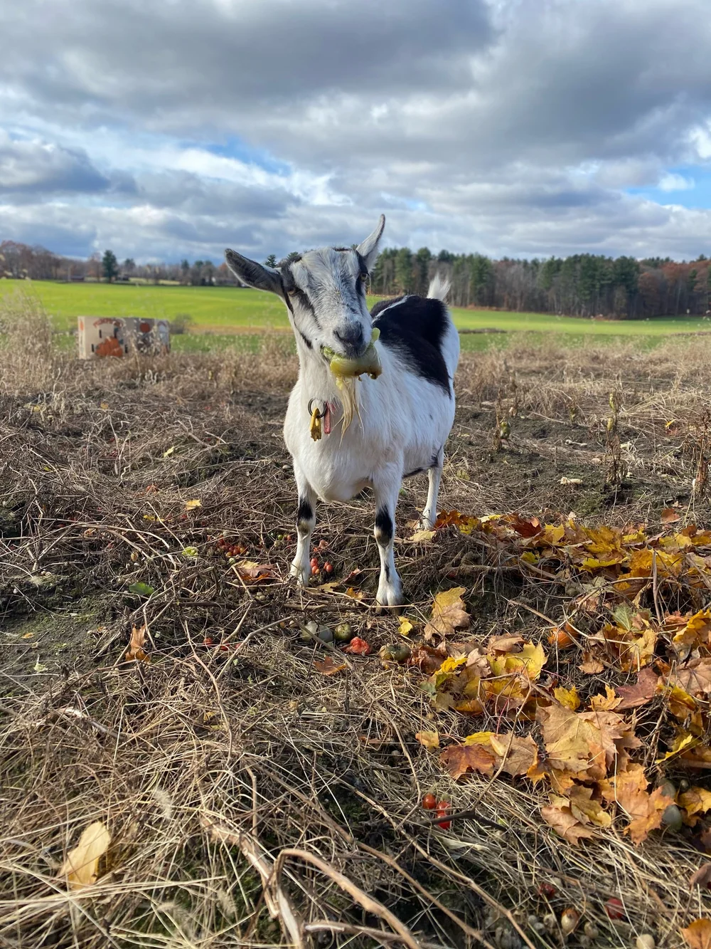 Garden clean up... Beauty snacking on abandoned tomatoes