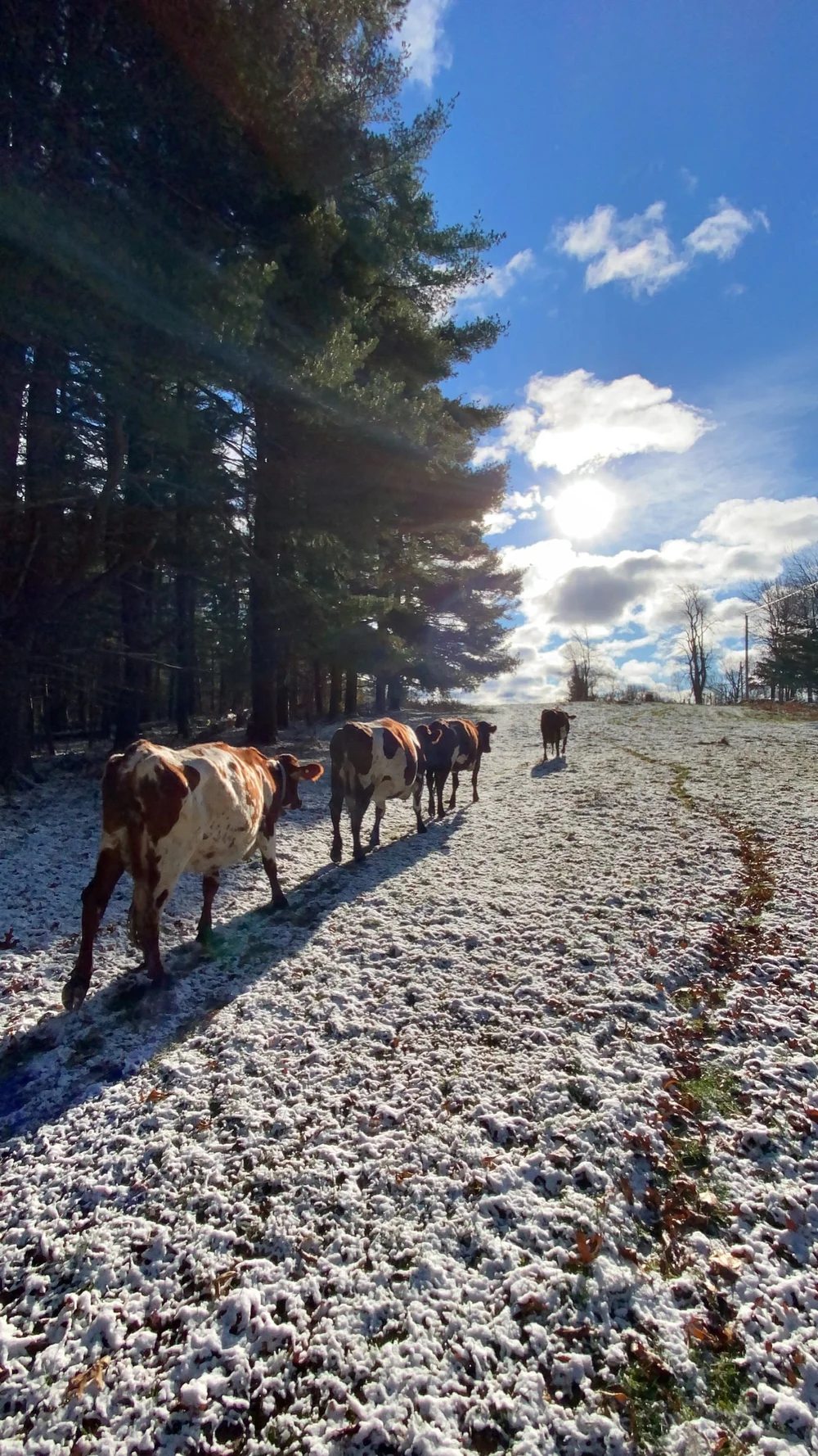 Daily commute to pasture