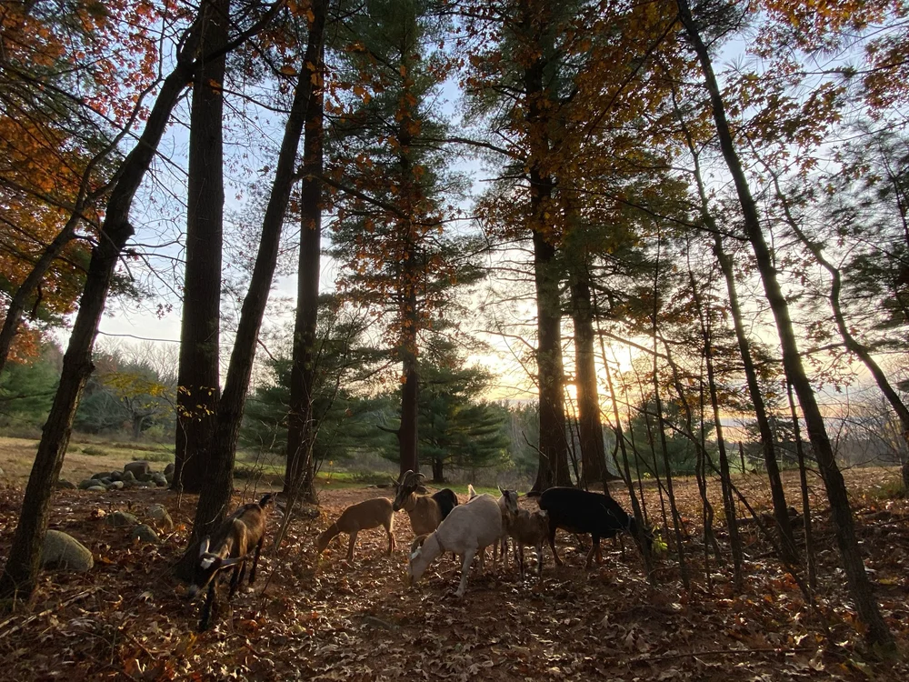 I love the low sunlight and long shadows of late fall.  Soaking up the lingering daylight...