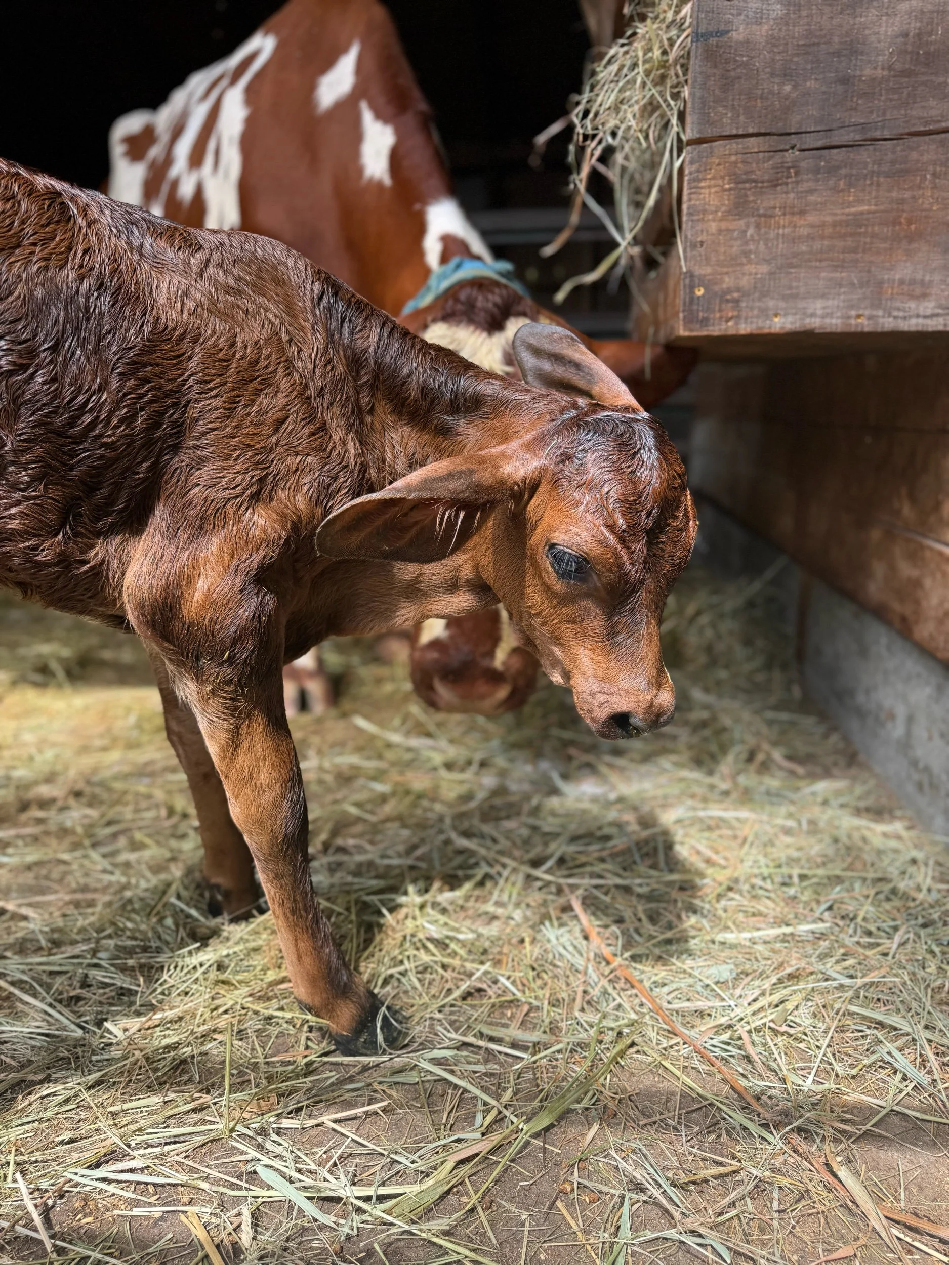 Eliza’s 2024 Birth Story