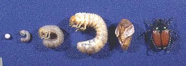 The Japanese Beetle will attack the roots of turf as a grub, then pupate into an adult beetle devouring ornamental trees, shrubbery and flowers.