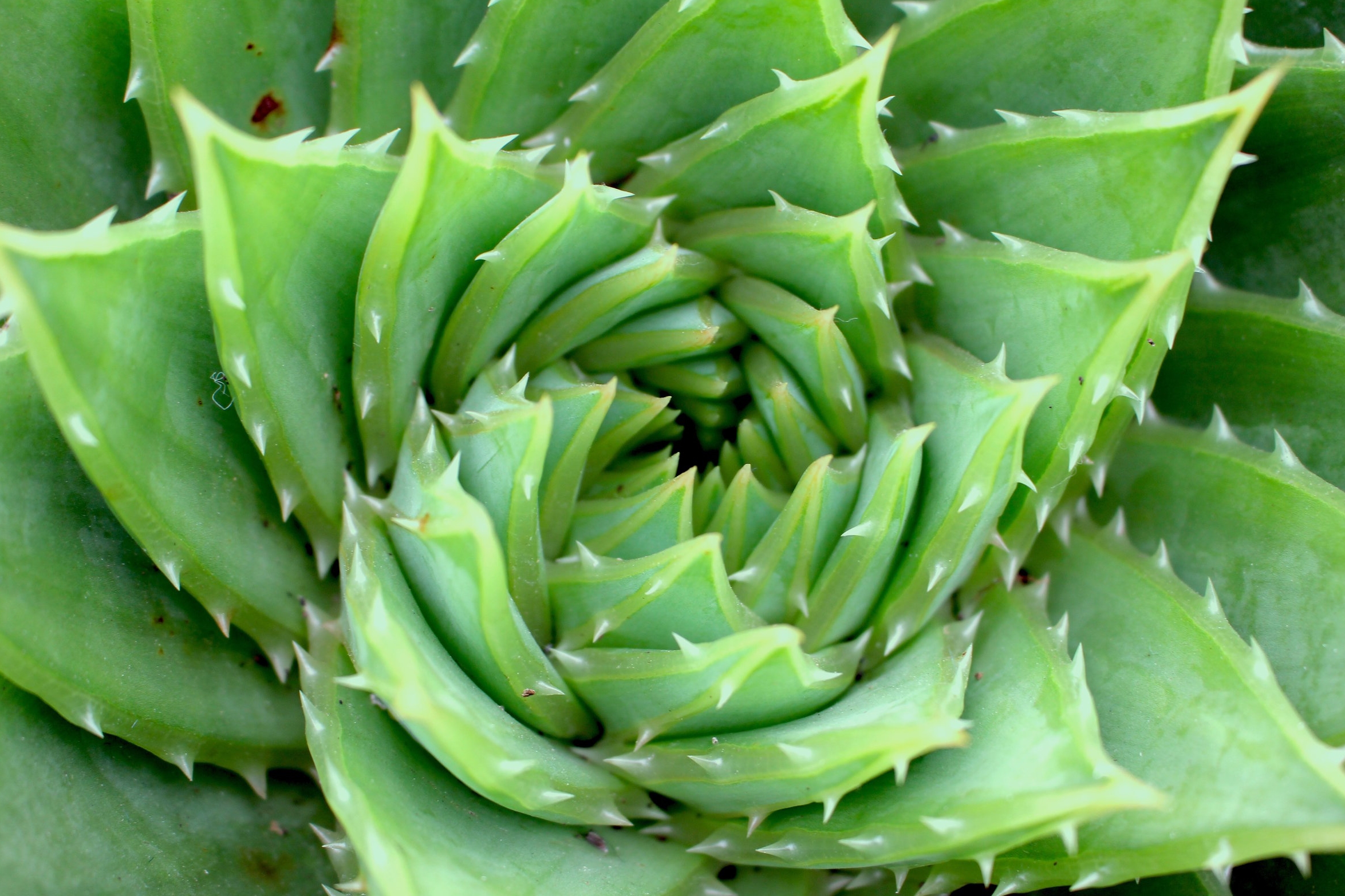 So swirly, it draws you in – by Amy Pay