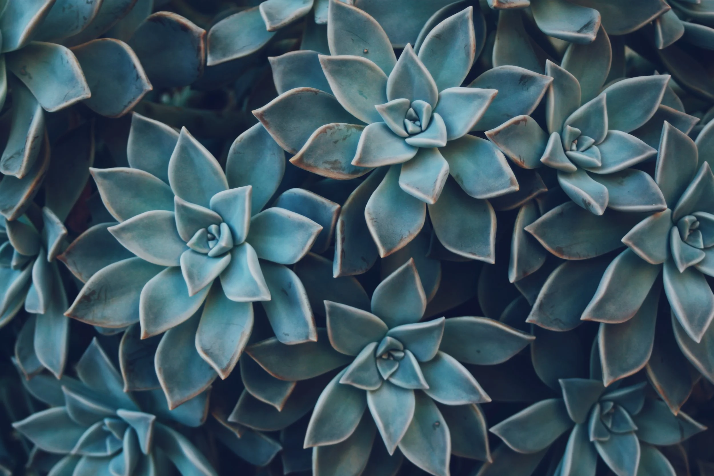 Icy turquoise faces by Blanca Palomo Sanchez