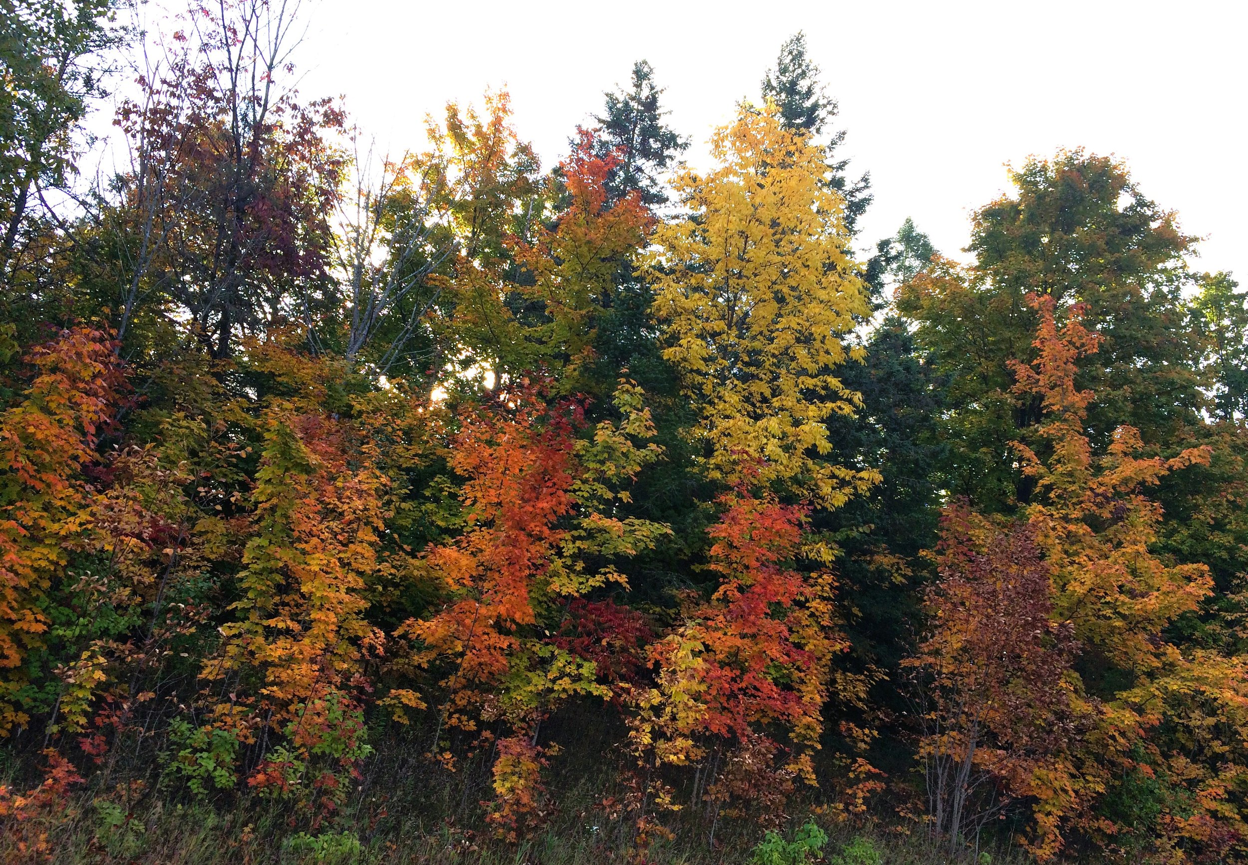 Michigan fall trees 5.JPG
