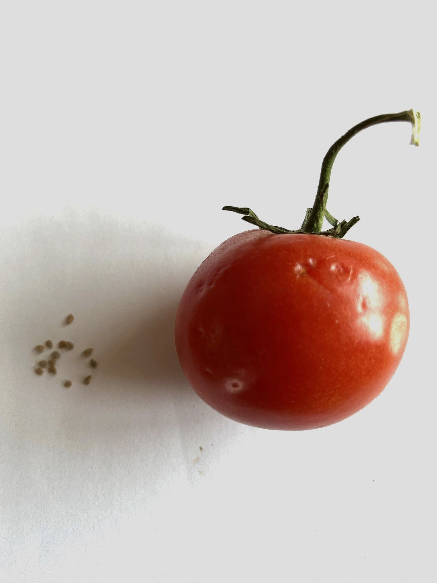 seeds - tomato.jpeg