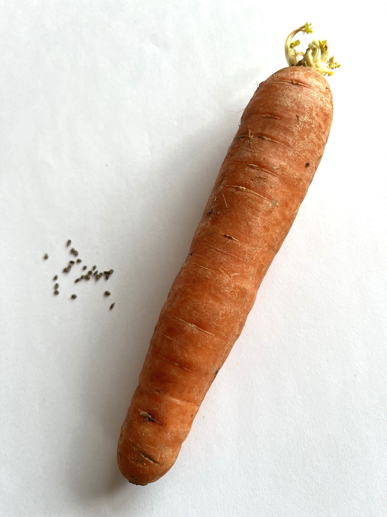seeds-carrot.jpeg