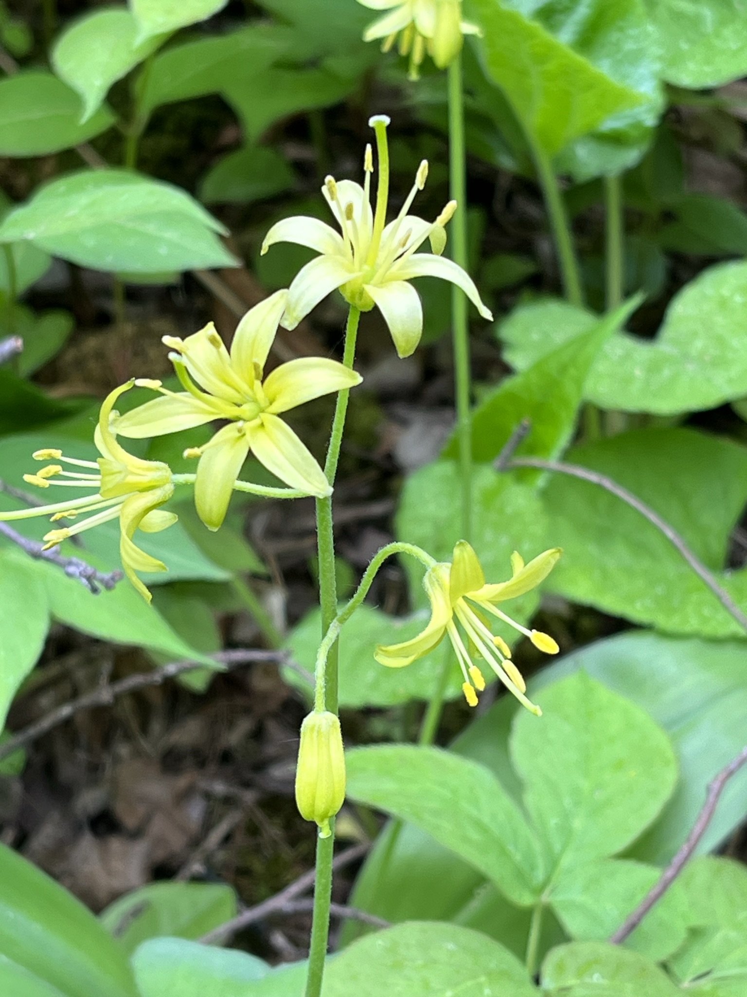 bluebead lily (clinotonia).jpeg