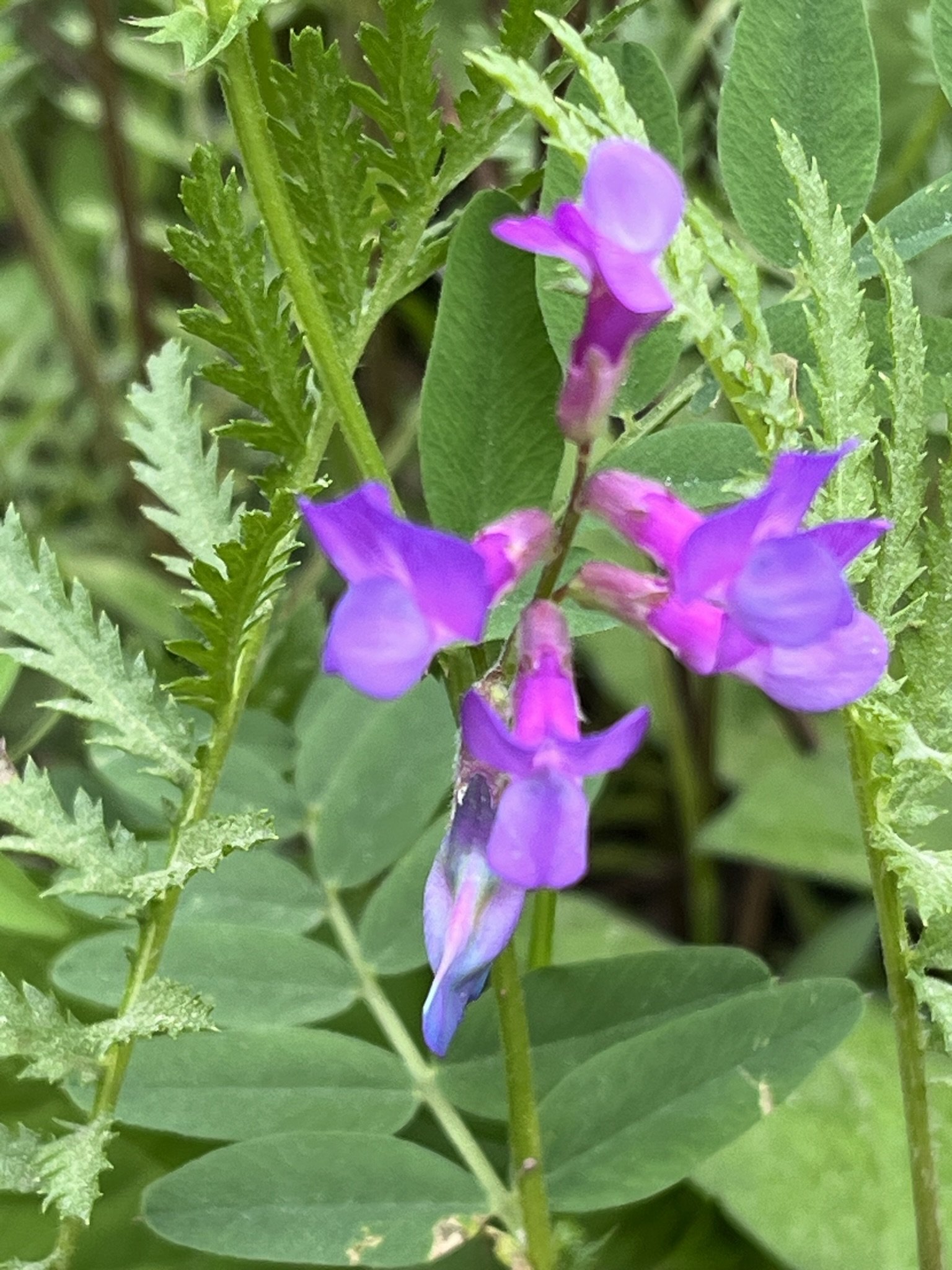 blue vetch.jpeg