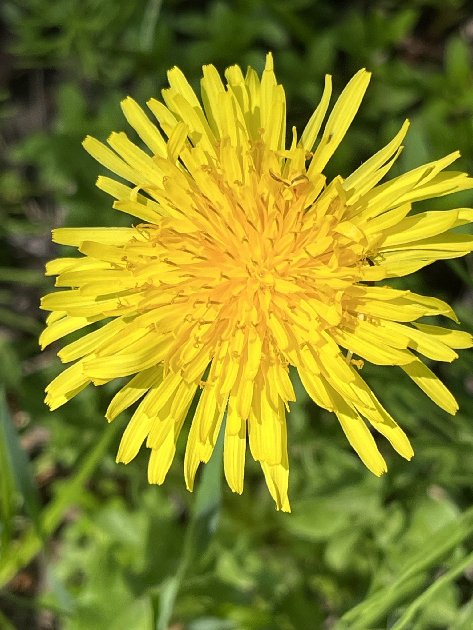 dandelion.jpeg