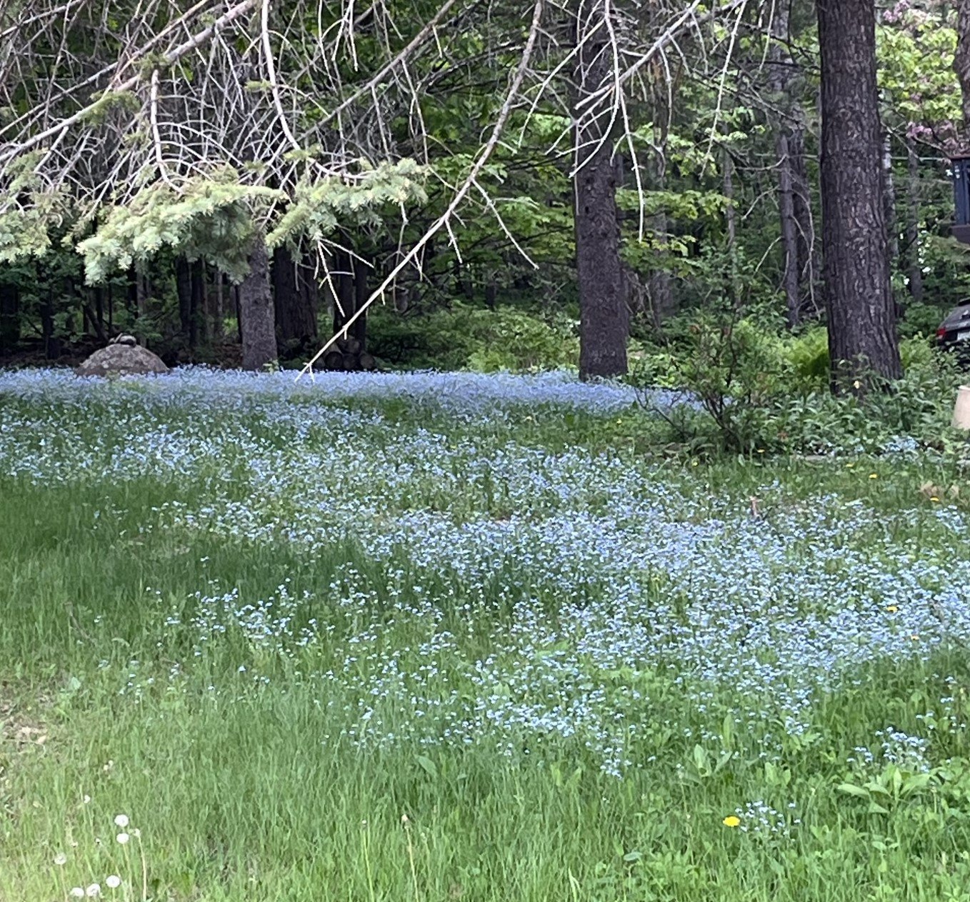 forget-me-nots.jpeg