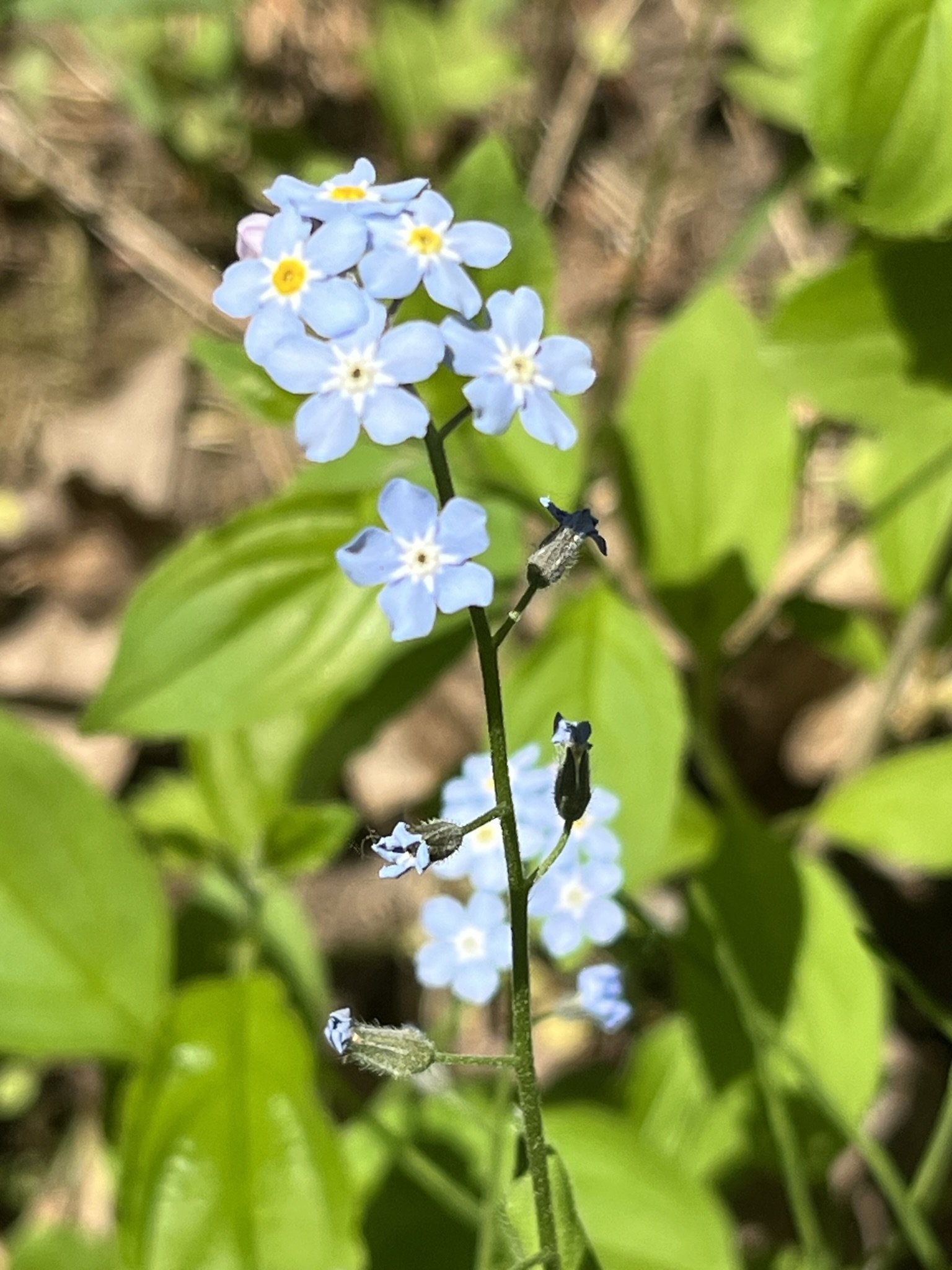 forget-me-not.jpeg