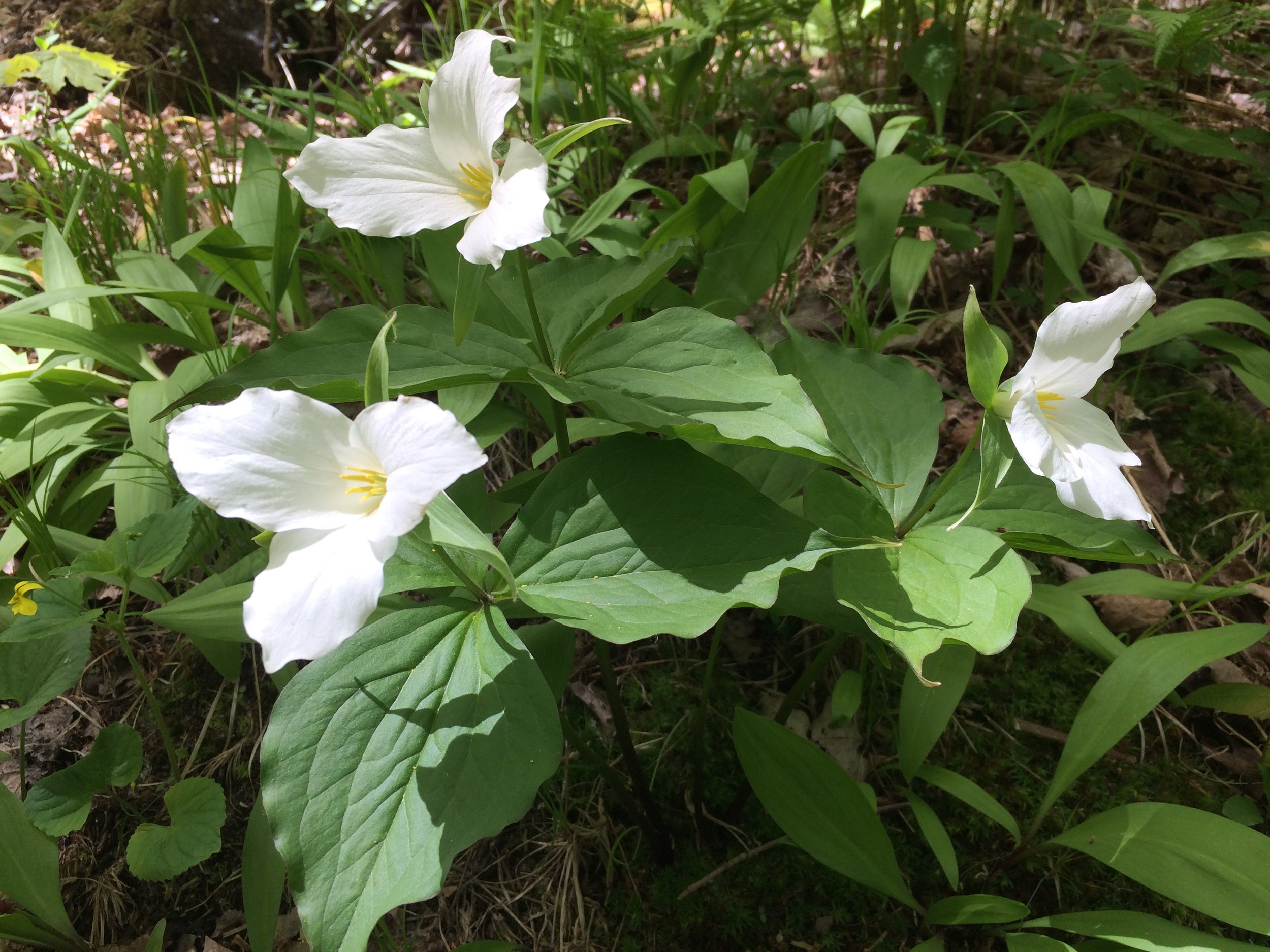 trillium trio.JPG