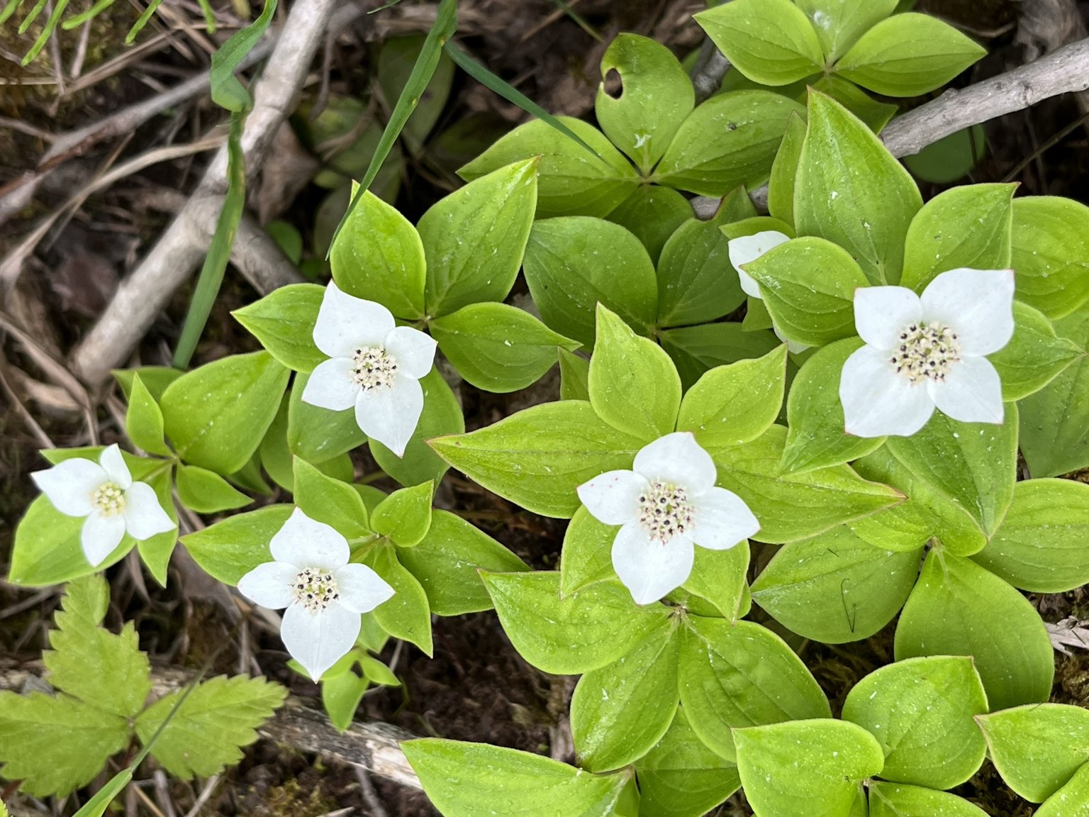 bunchberry.jpeg