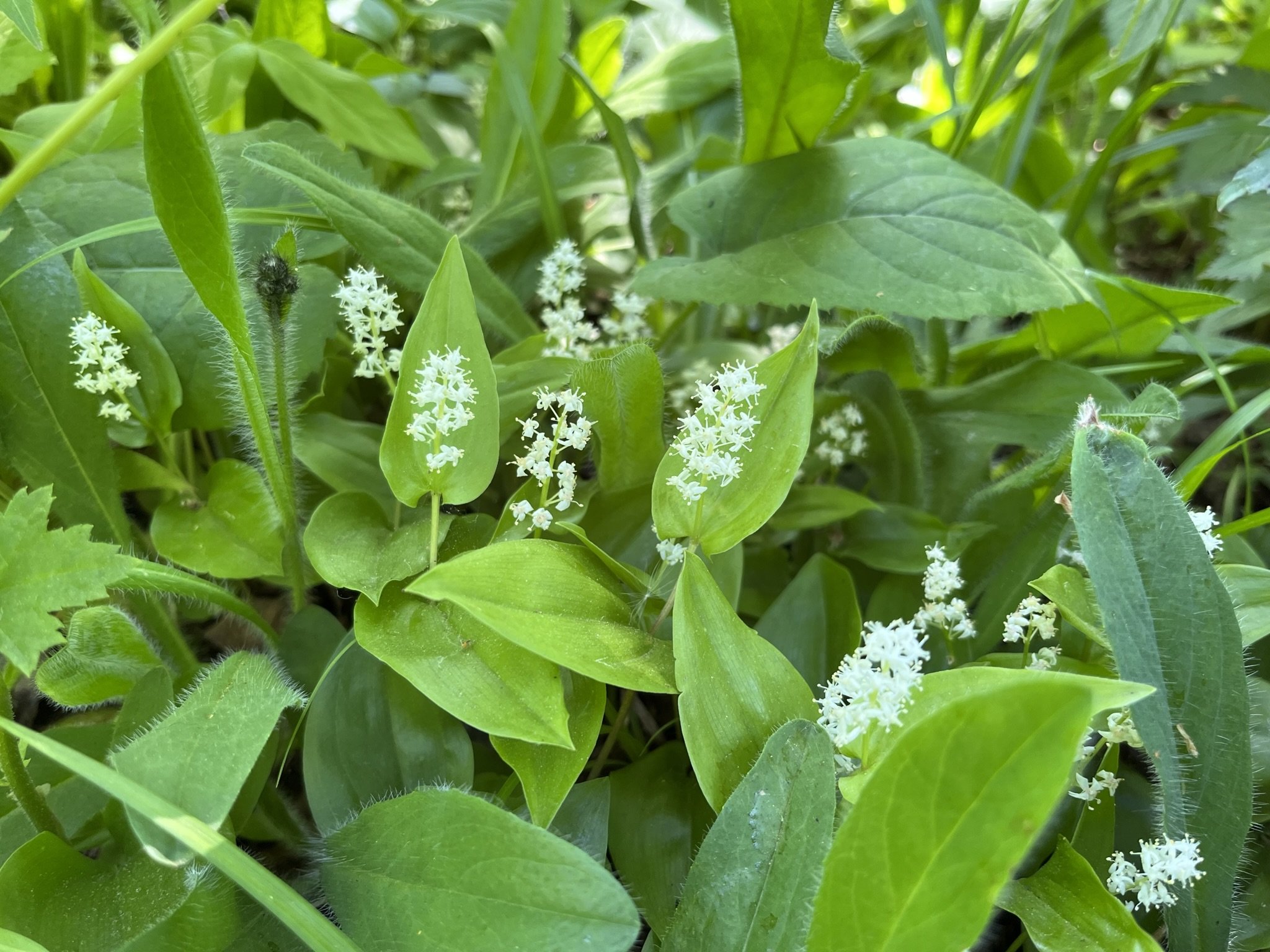 false lily of the valley.jpeg