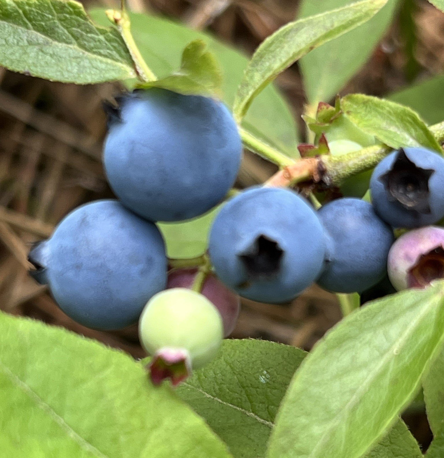 blueberries 3.jpeg
