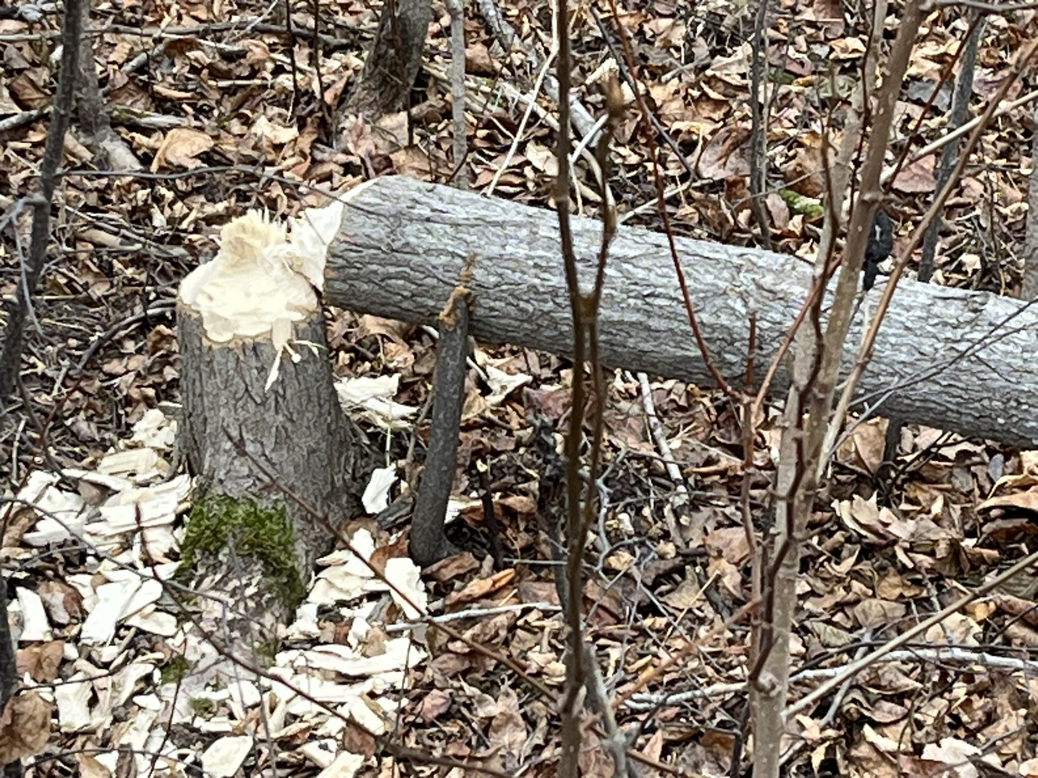 beaver trees 3.jpeg