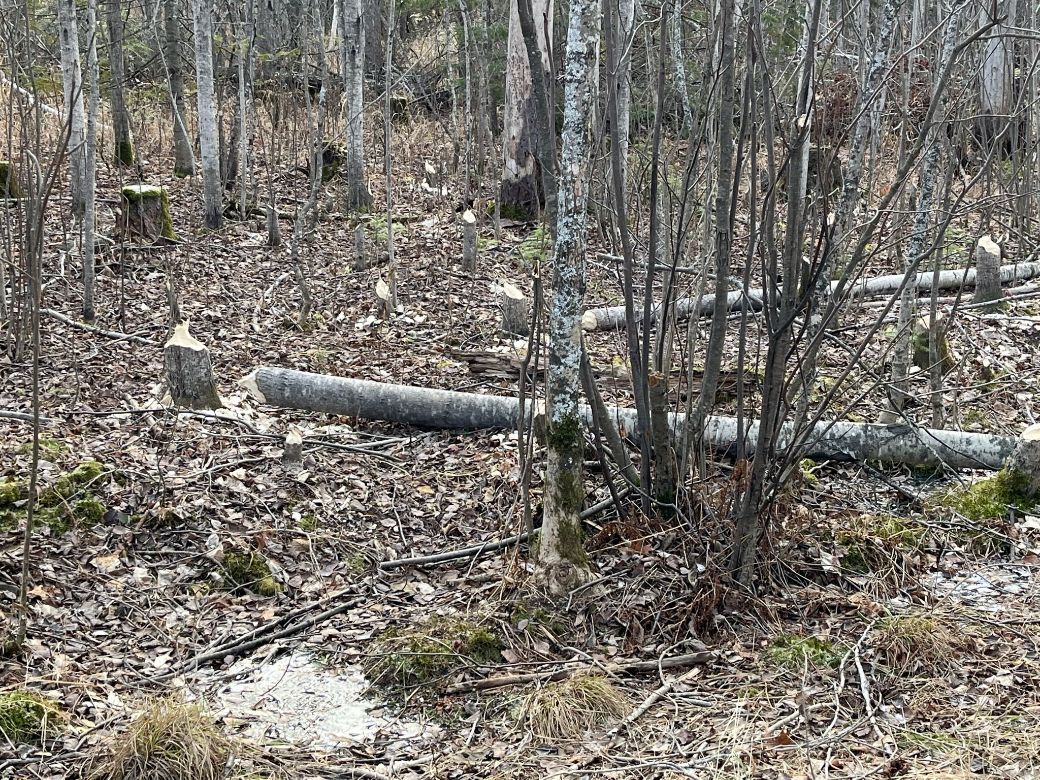 beaver trees 1.jpeg