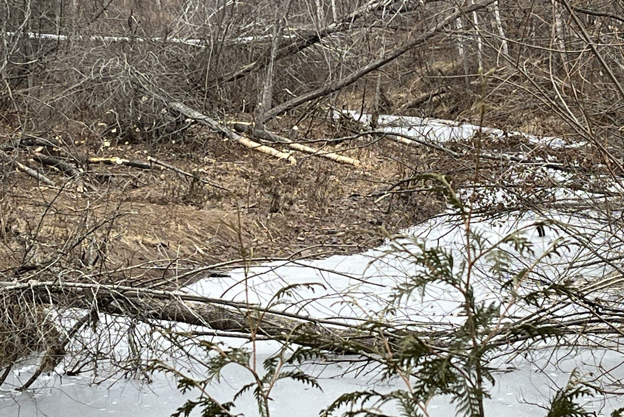 beaver trees 9.jpeg