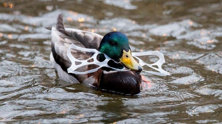 plastic around duck.jpg