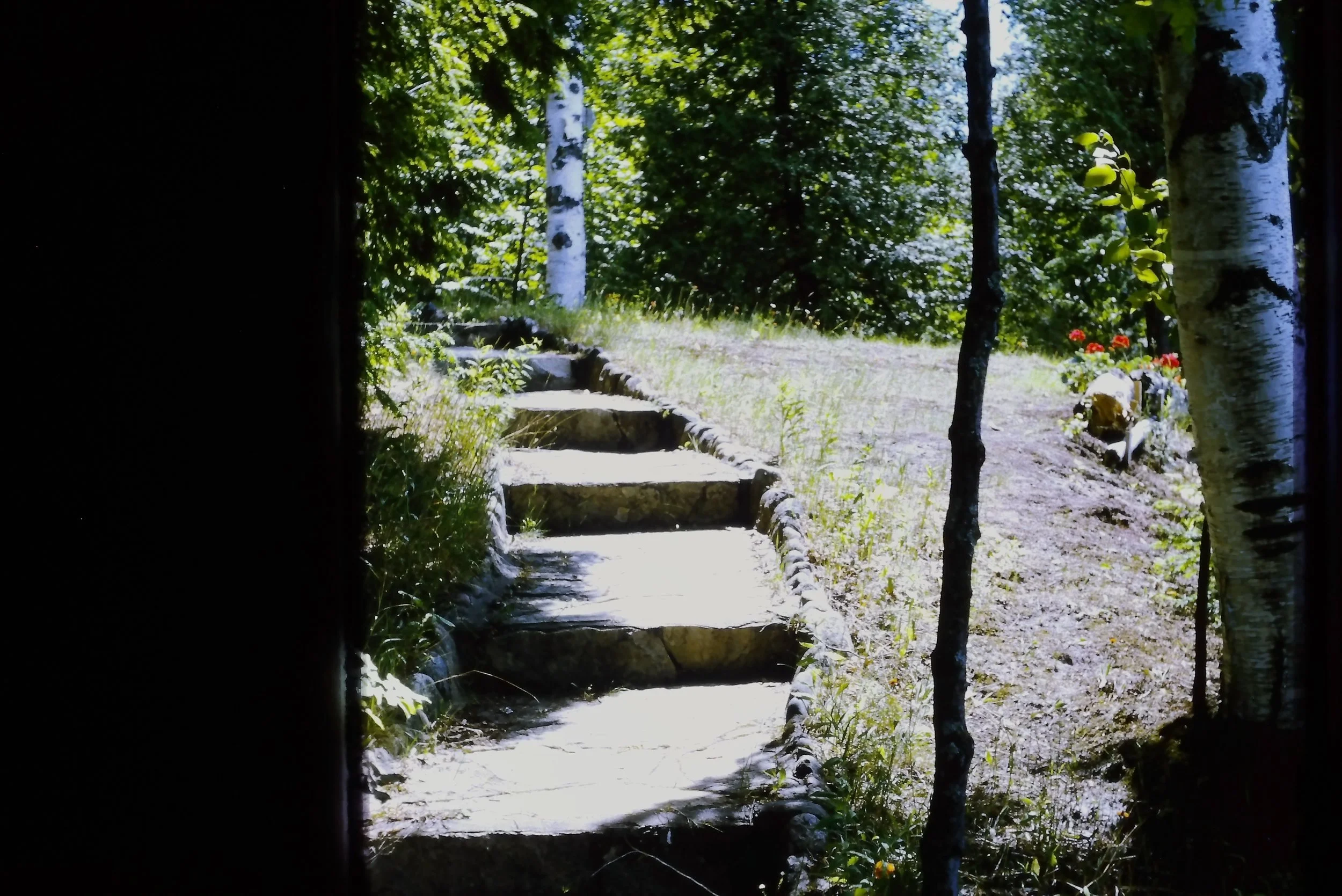 birch - cottage 3.JPG