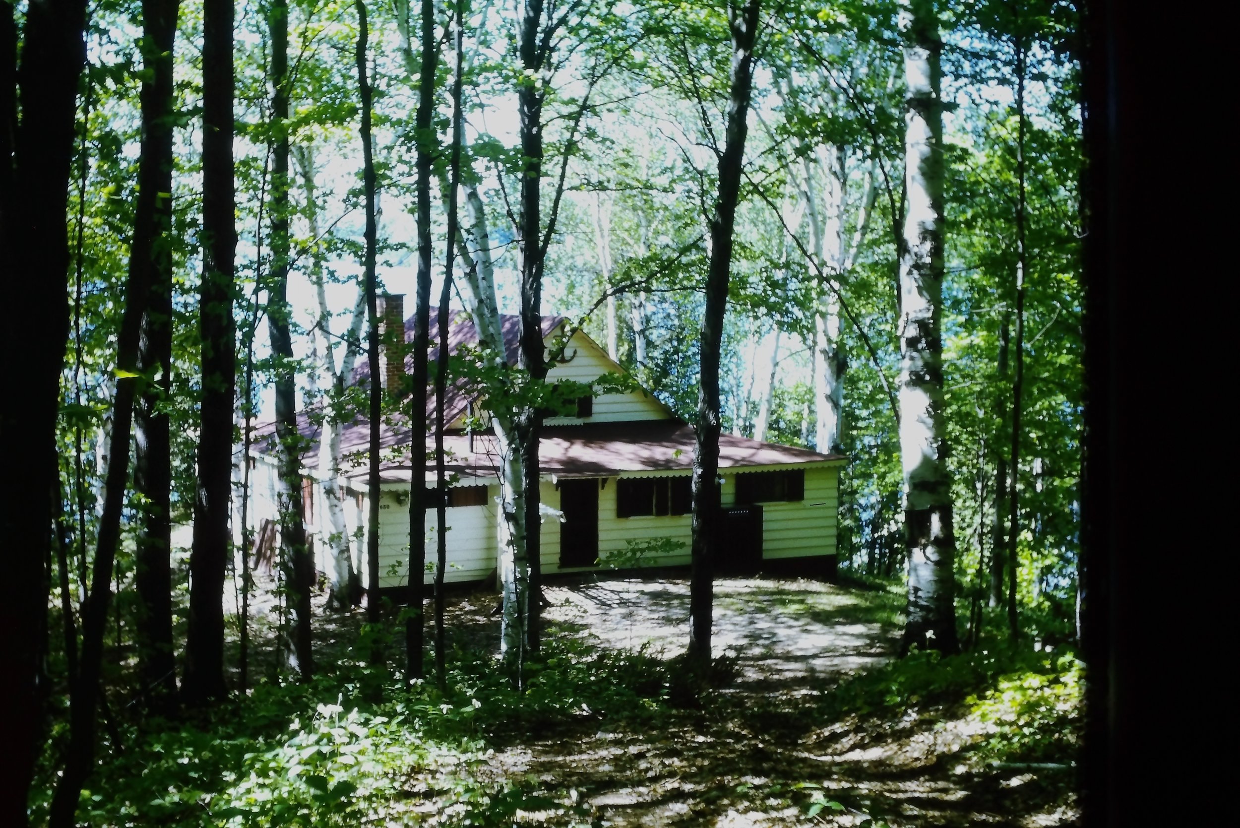 birches - cottage.JPG